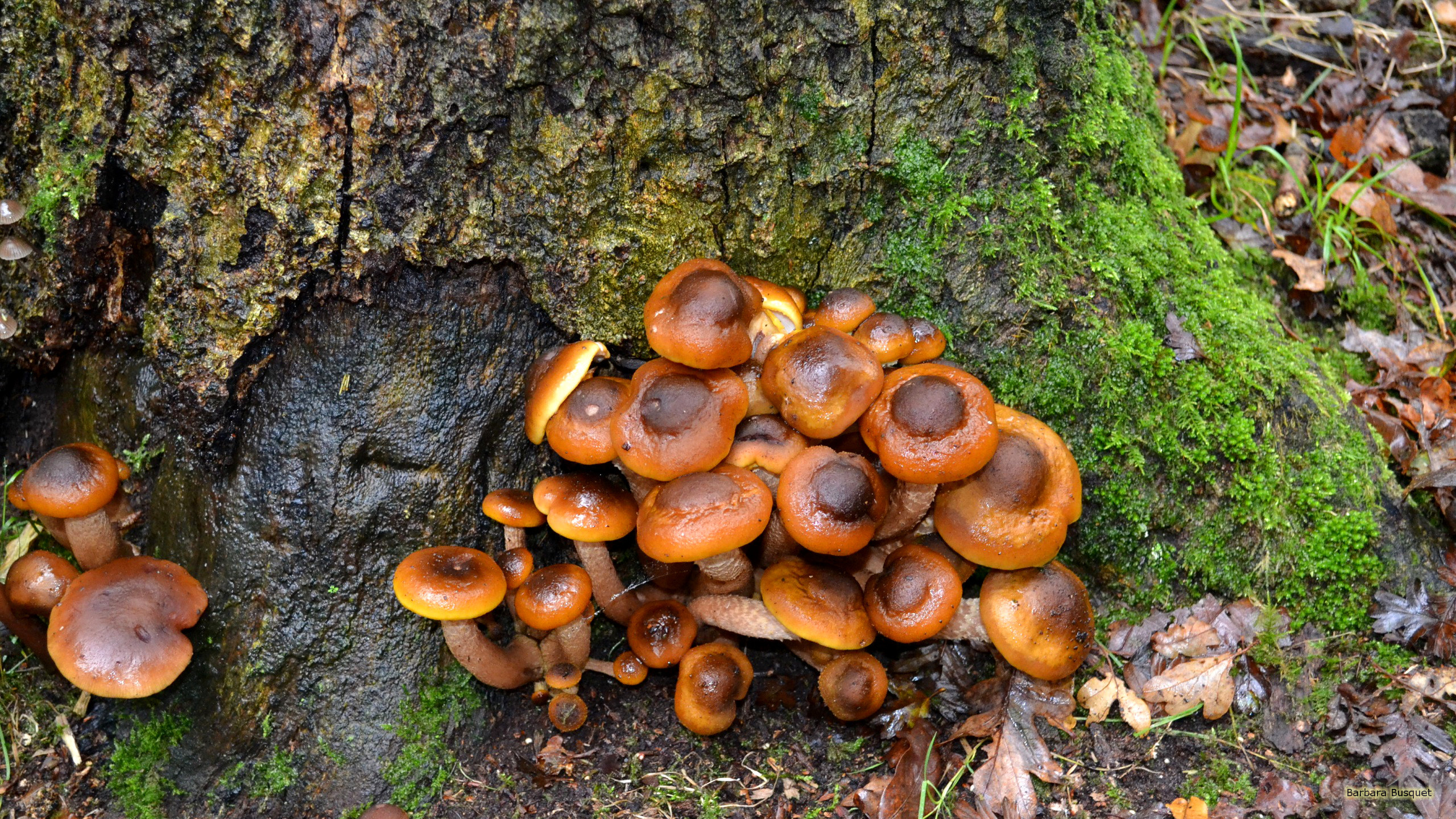 2560x1440 Autumn wallpaper mushrooms near a tree.