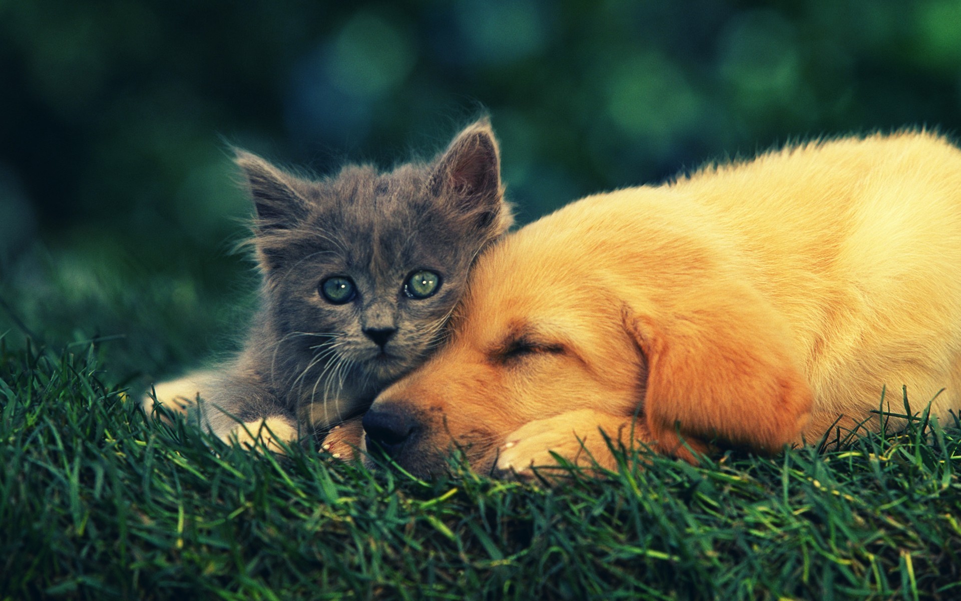 1920x1200  The Family Dogs And Cats Wallpaper Awesome #12990 Wallpaper