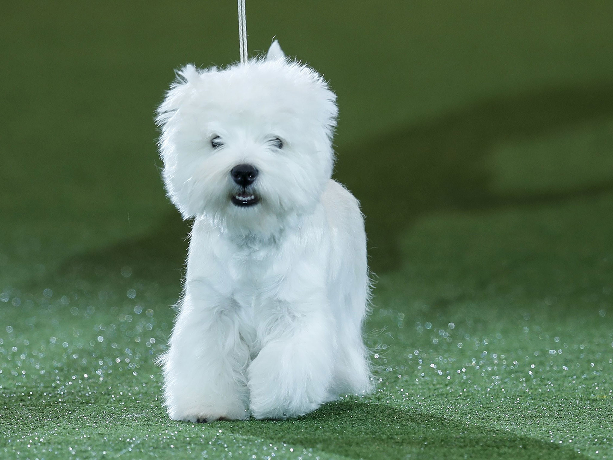 2048x1536 Crufts 2016: West Highland Terrier 'Geordie Girl' wins Best in Show | The  Independent