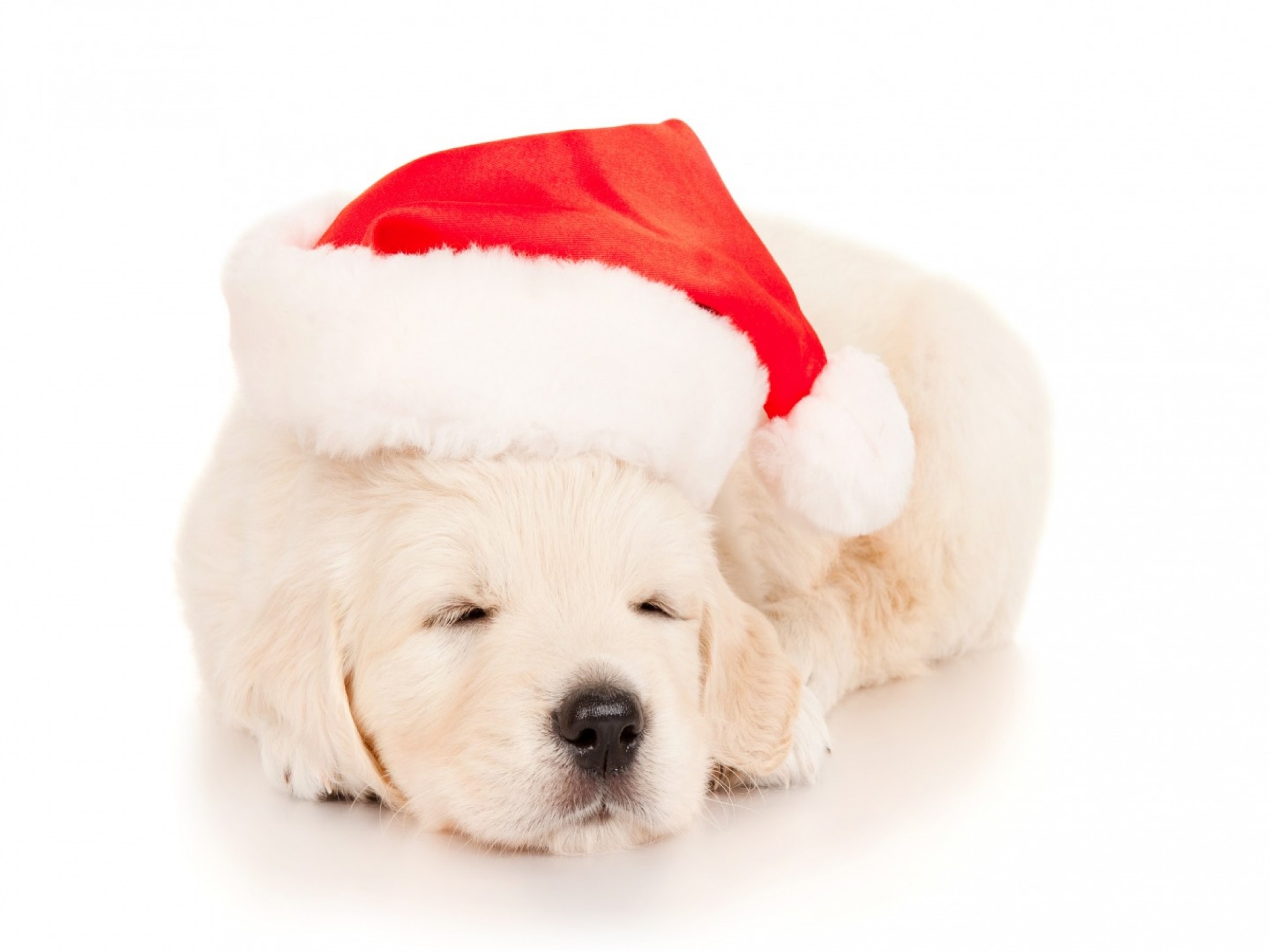 2048x1536 Animal - Puppy Labrador Retriever Animal Sleeping Cute Christmas Santa Hat  Wallpaper