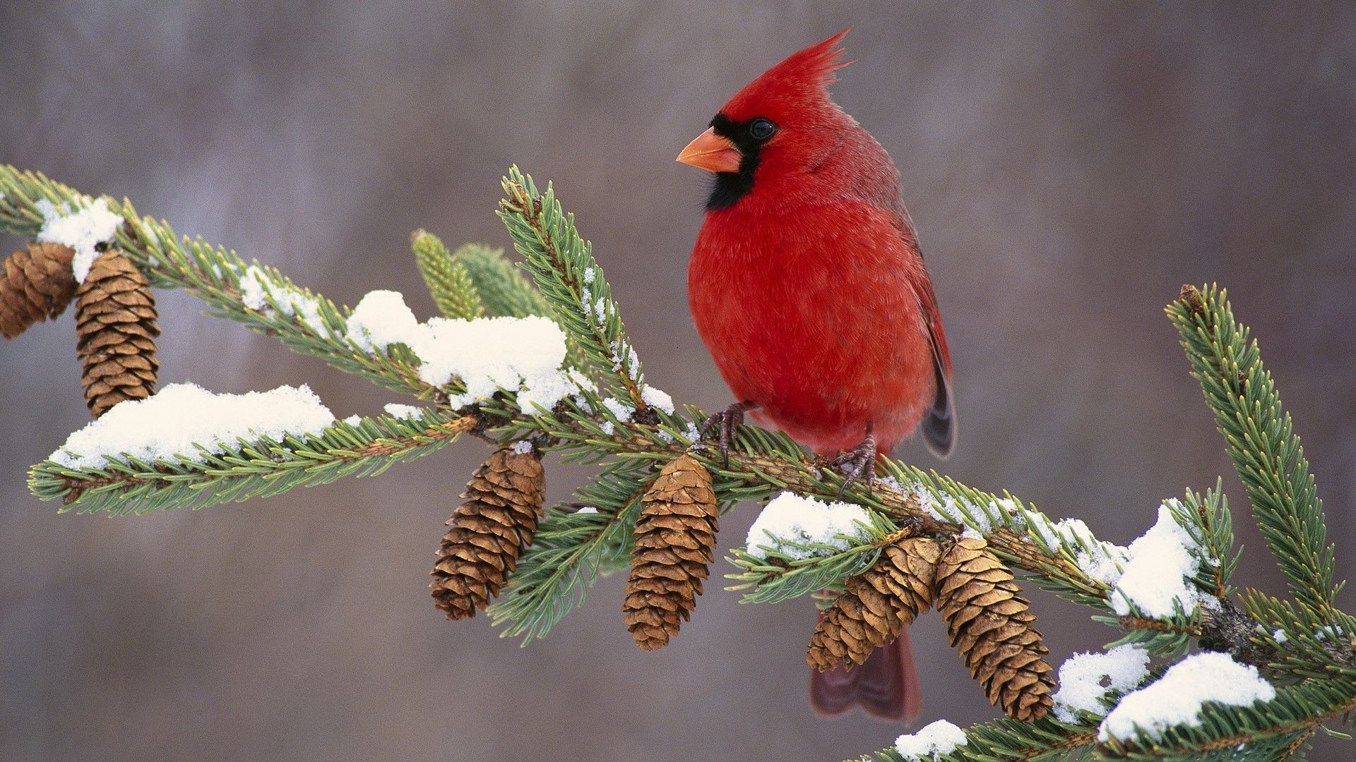 1920x1080 Cardinal Bird Snow | ... Â» Animals Â» cardinal bird color branch snow Hd  animals Wallpaper