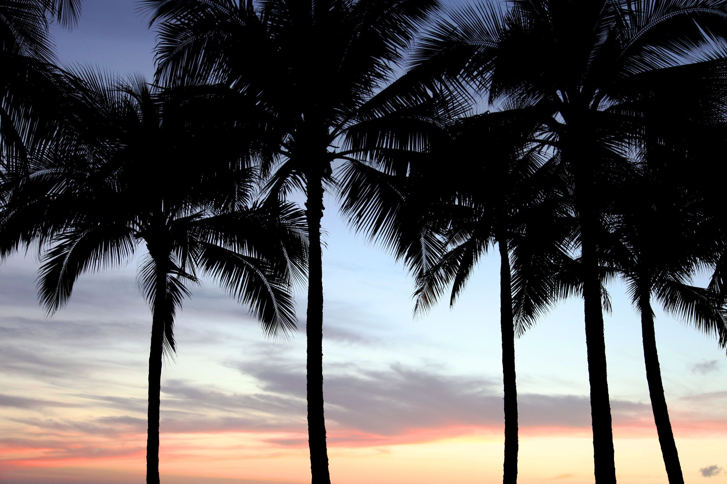 2500x1667 Palm-Trees-Sunset