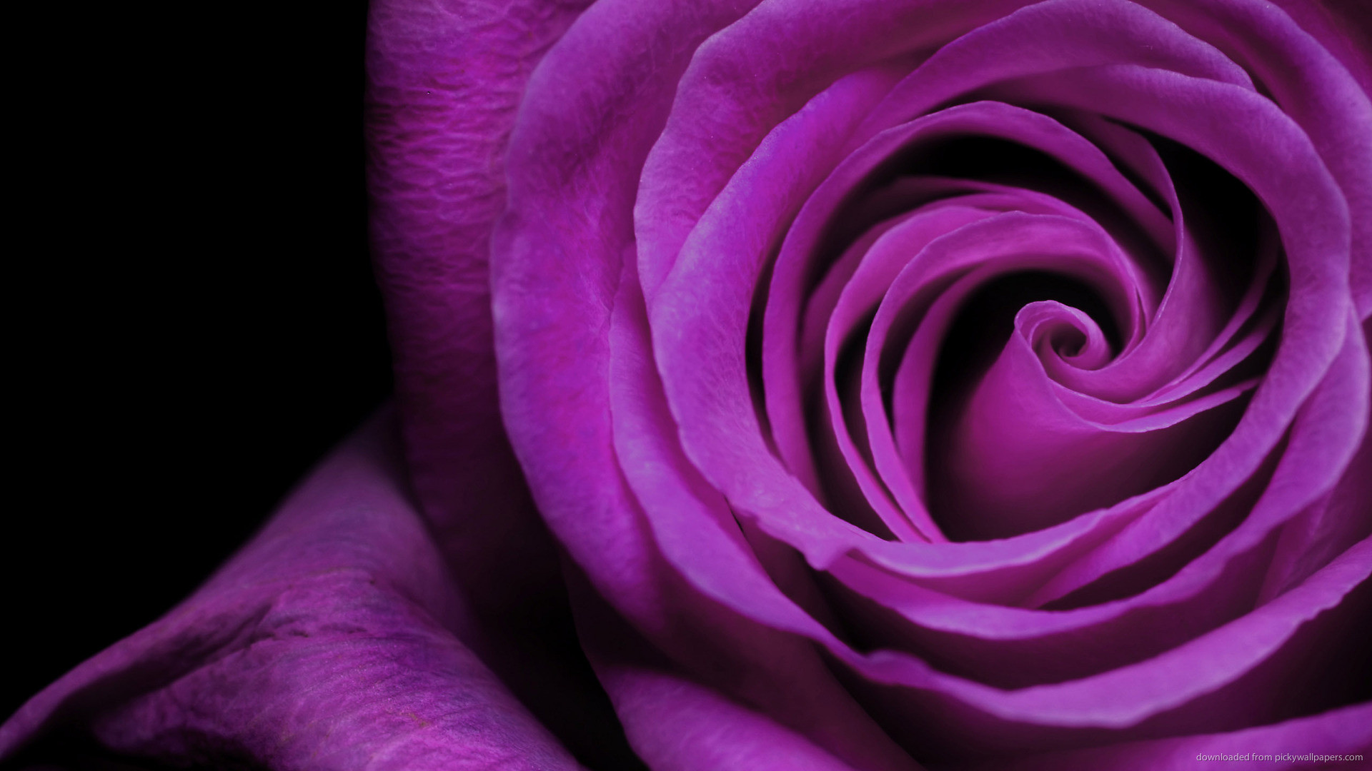 1920x1080 Purple Rose picture