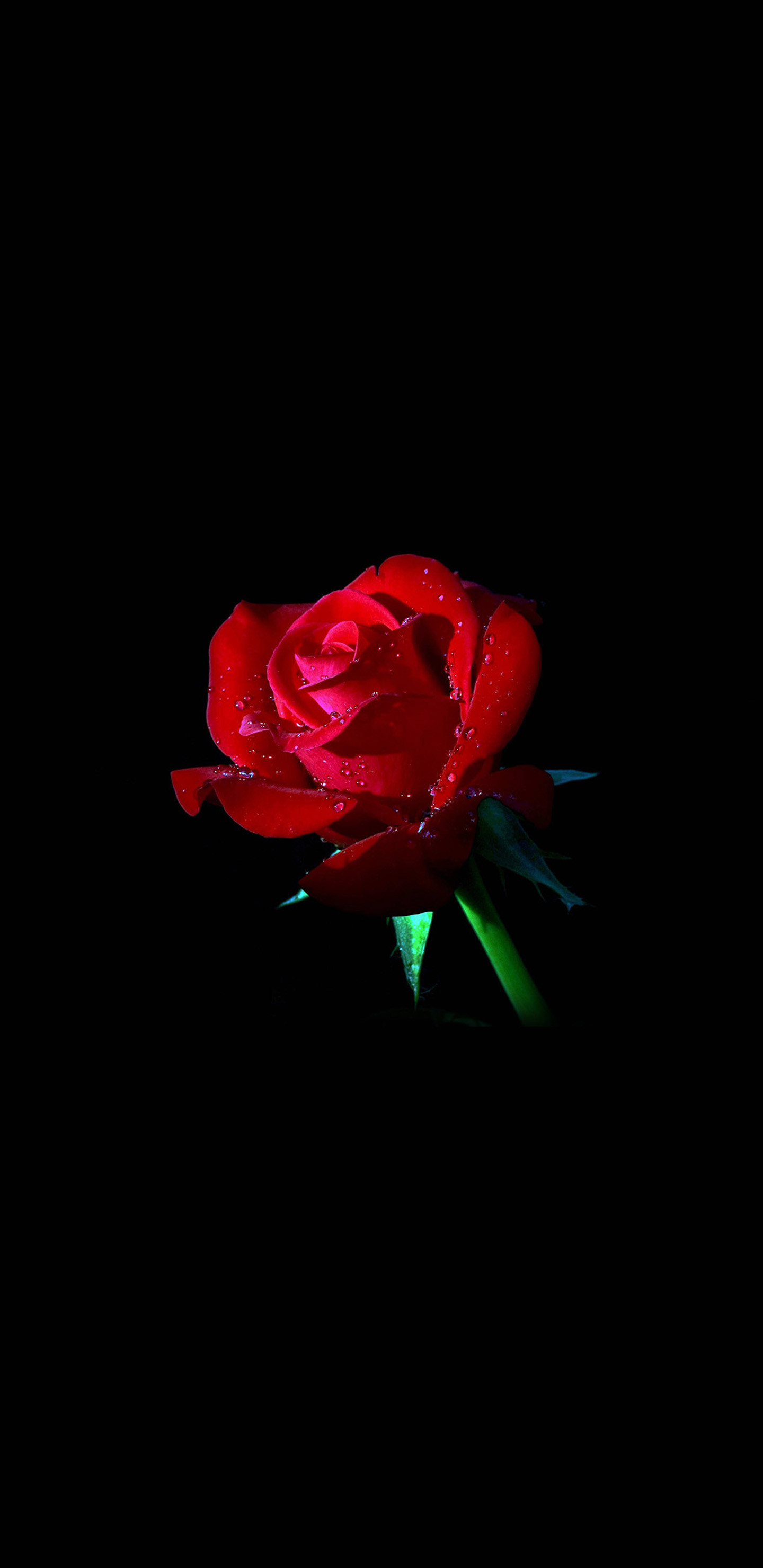 1440x2960 Red roses black background Galaxy Note 8 Wallpaper