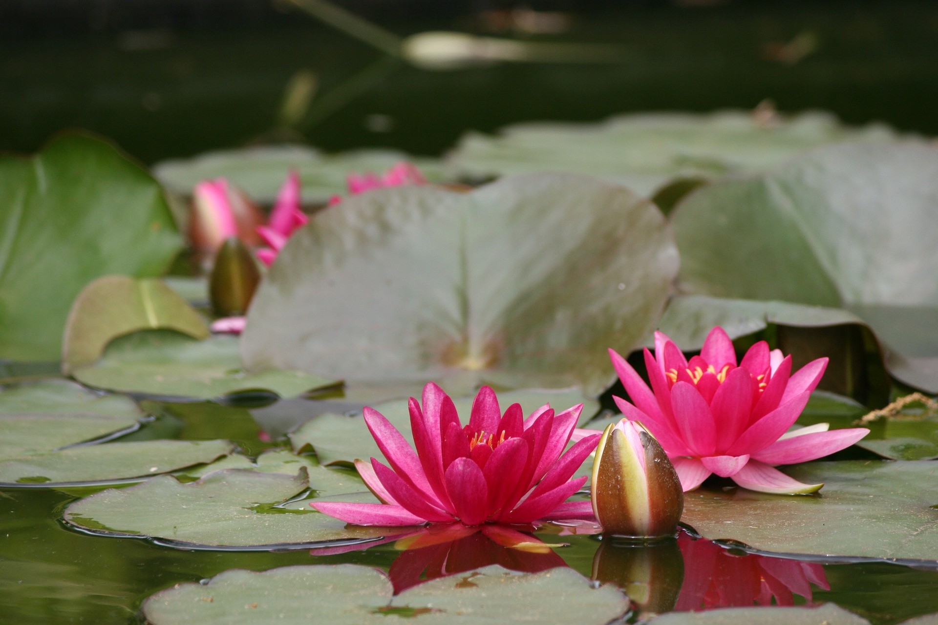 1920x1280 Two solid pink lotus flowers wallpaper
