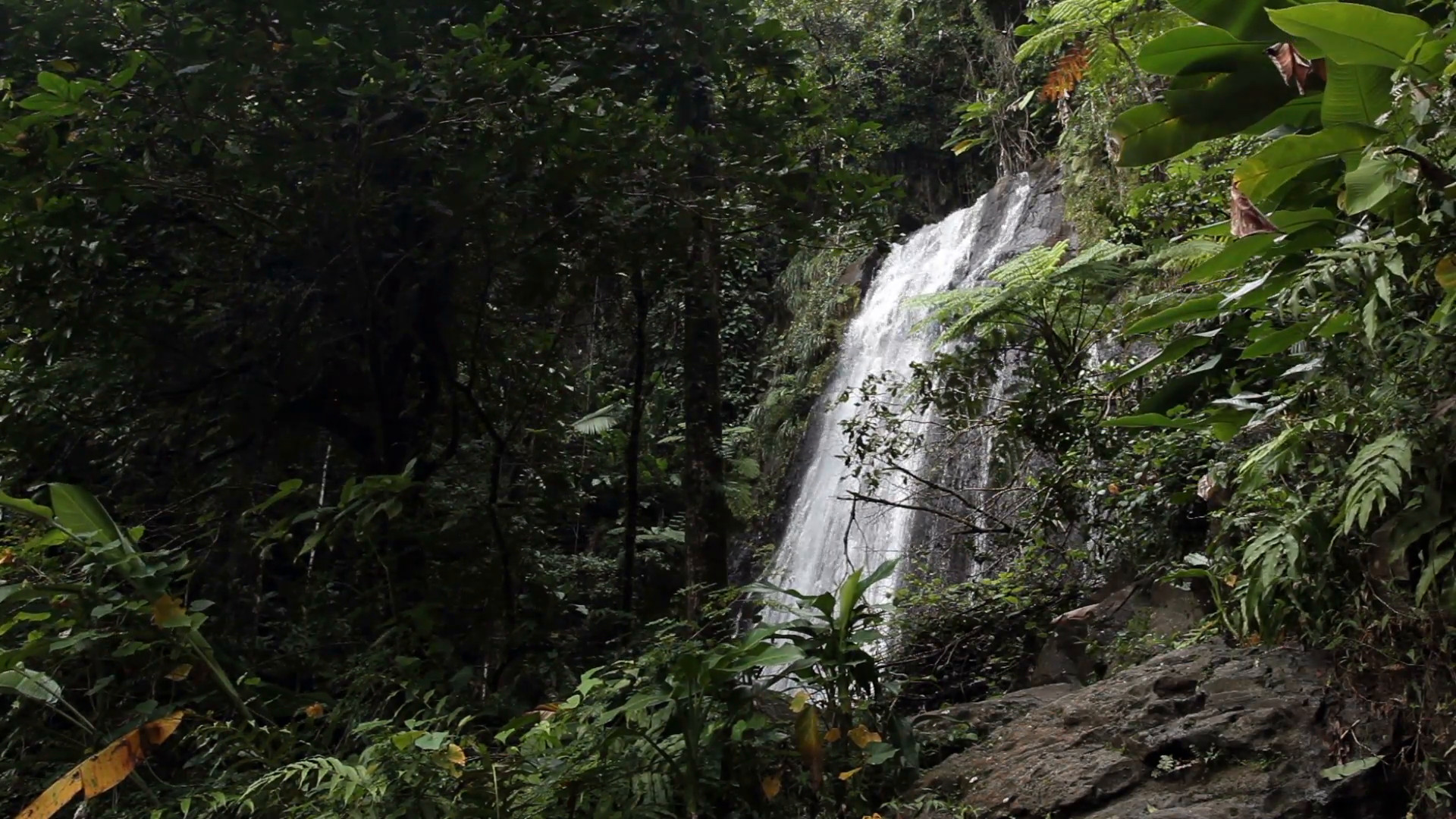 1920x1080 El Yunque rainforest waterfall jungle Puerto Rico HD 1763 Stock Video  Footage - Storyblocks Video