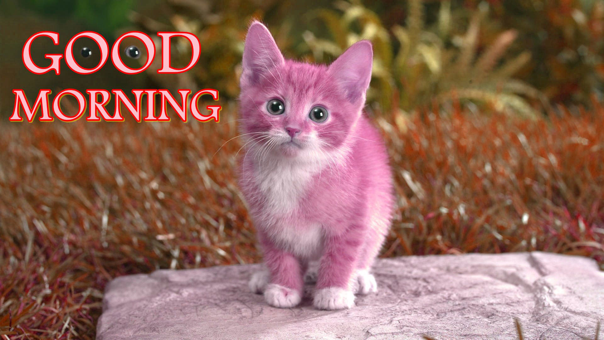 1920x1080 hd pics photos cute cat good morning wishes for facebook hd quality desktop  background wallpaper