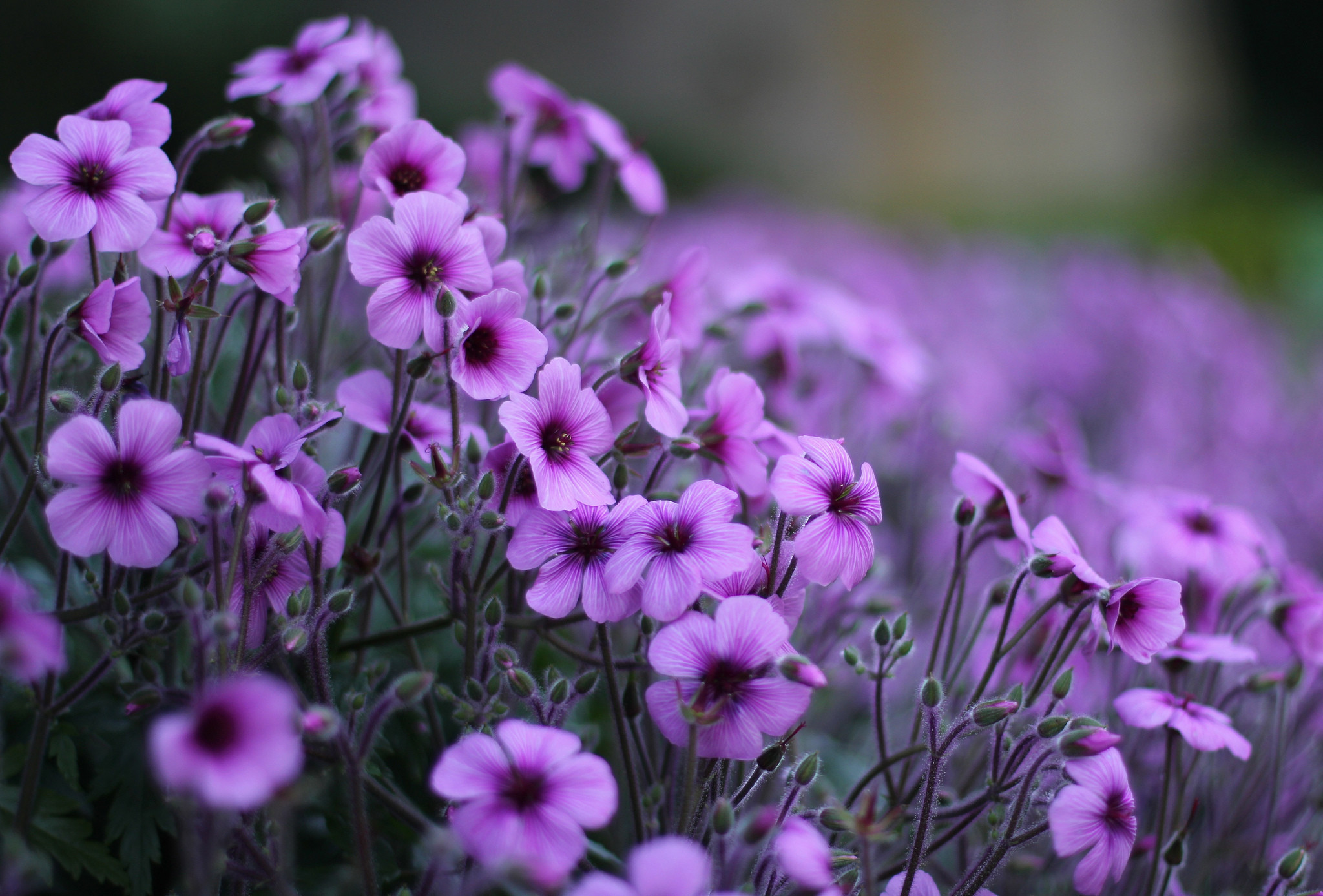 2048x1387 Violet Flowers
