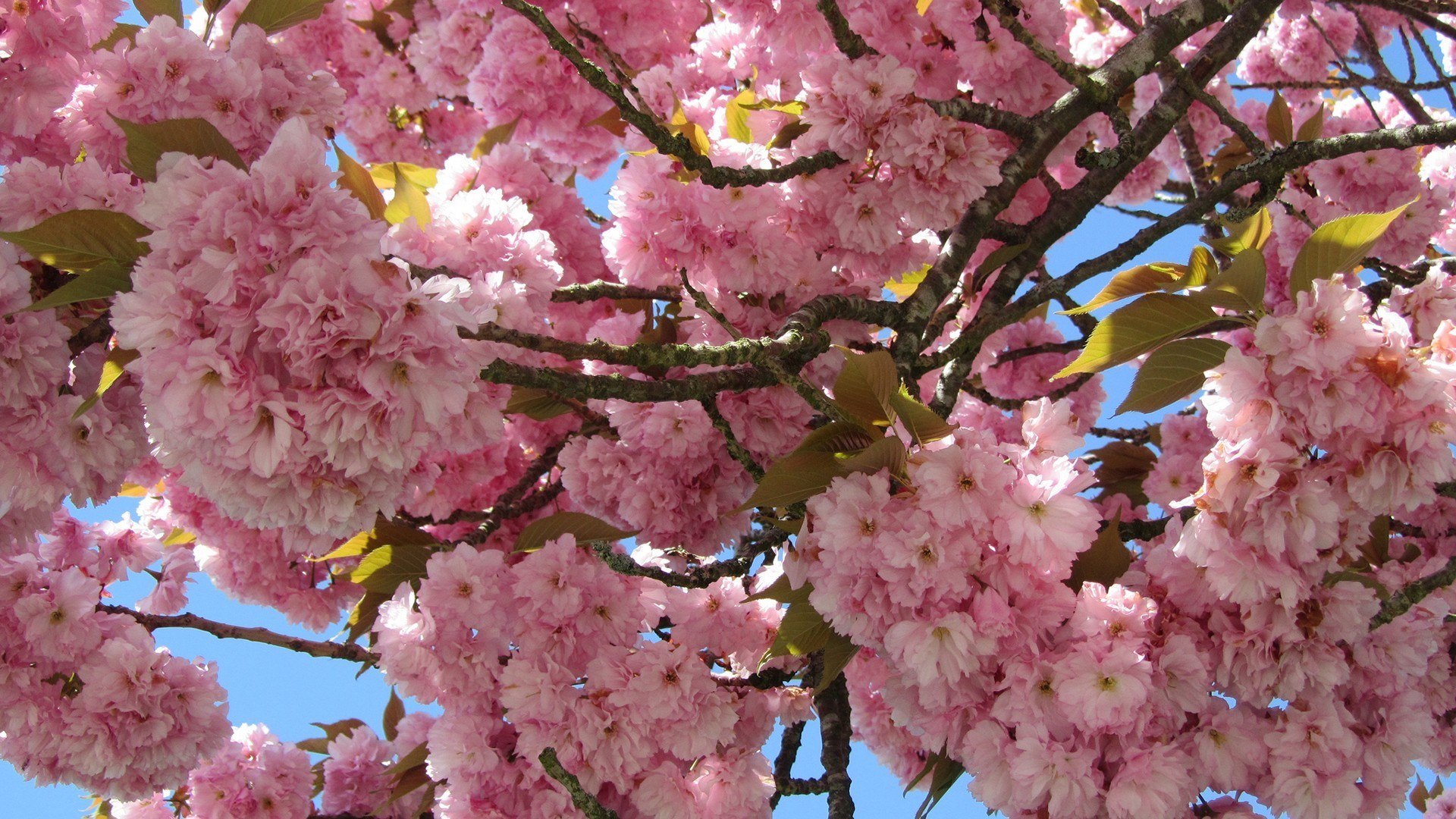 1920x1080 ... natur flower pink cherry blossom sakura desktop wallpaper hd ...