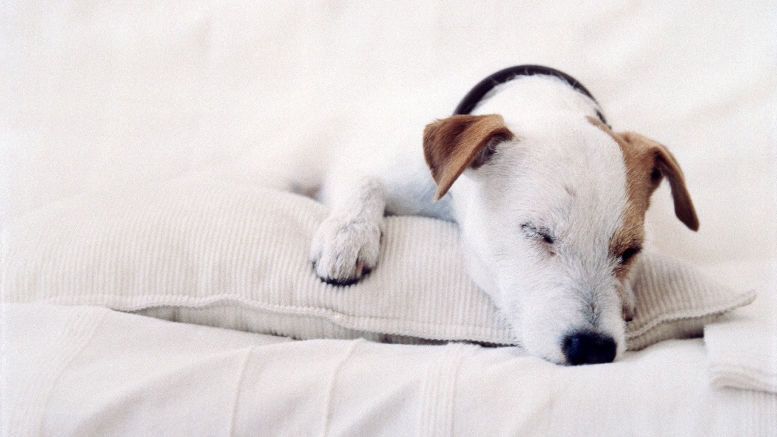 2560x1440 Download Wallpaper Â· Back. dogs jack russell terrier ...