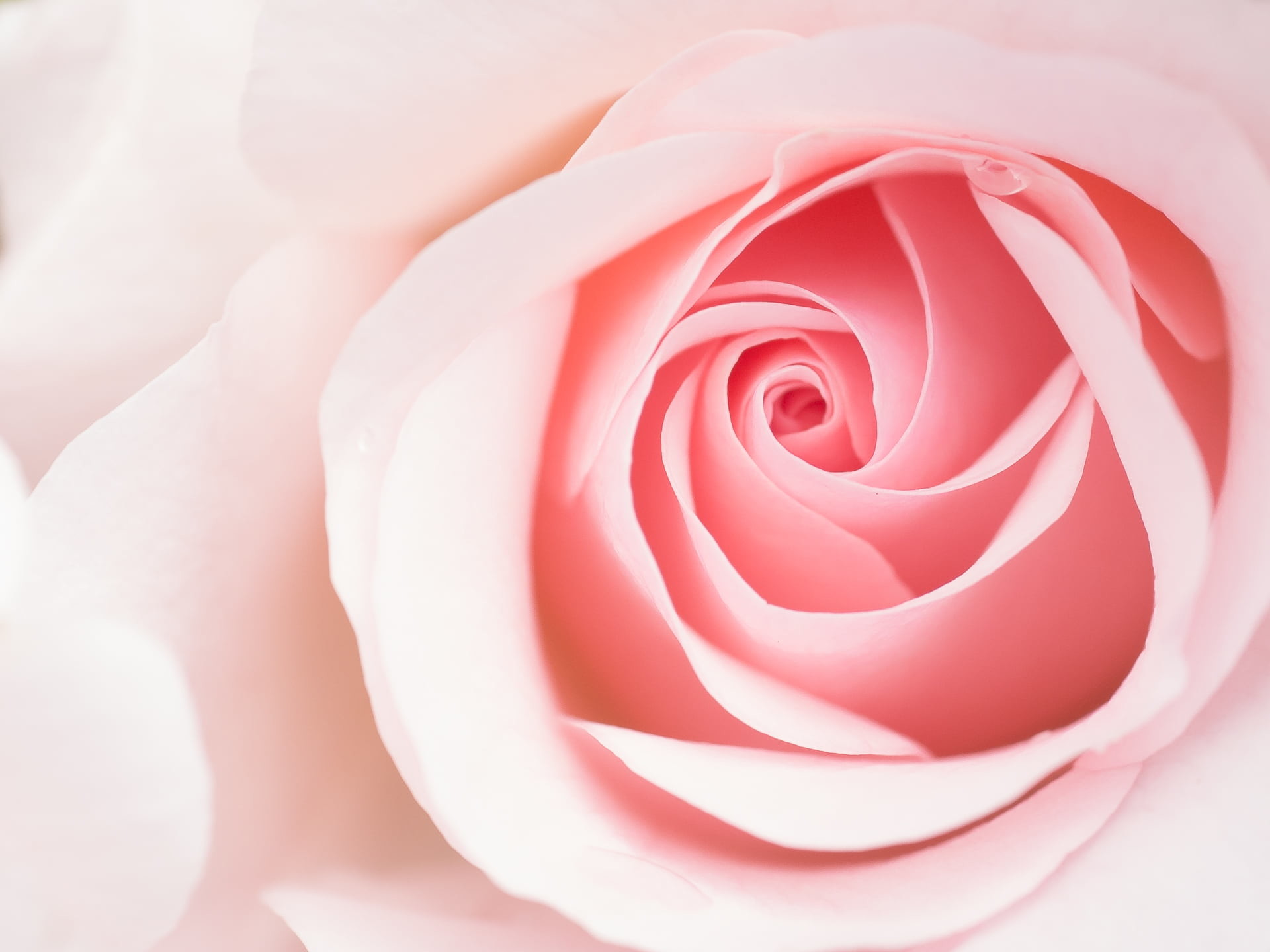 1920x1440 ... close up photography of pink rose