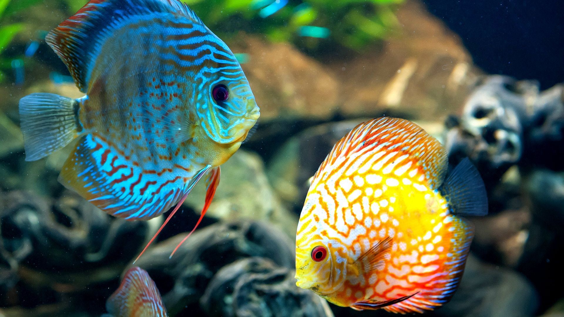 1920x1080 Coral Reef Fish wallpapers – Free full hd wallpapers for 1080p .