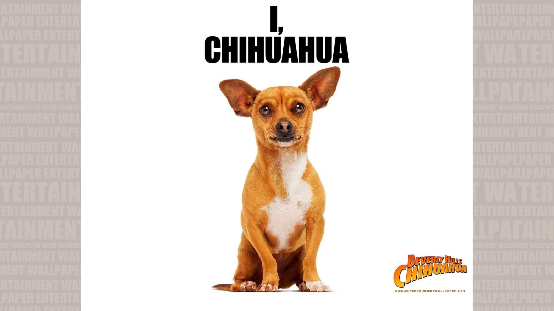 1920x1080 Beverly Hills Chihuahua Wallpaper - Original size, download now.