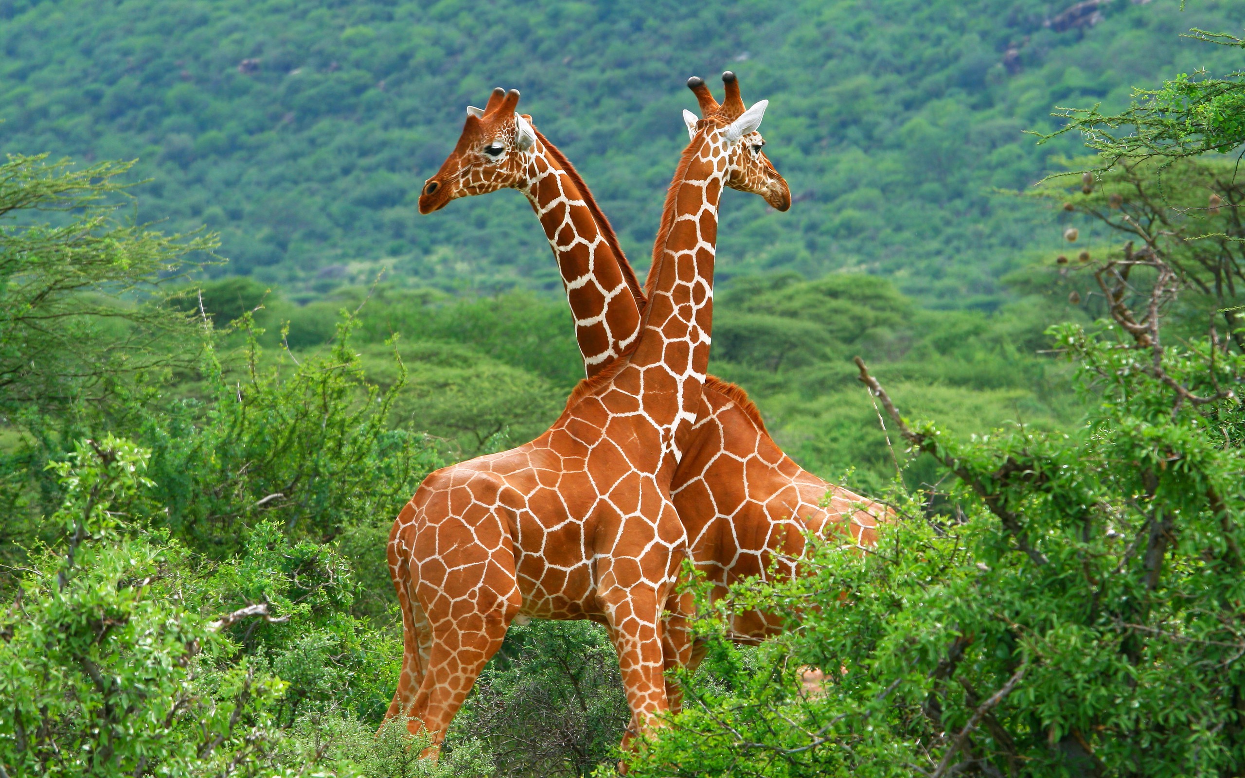 2560x1600 giraffes, Animals, Forest Wallpapers HD / Desktop and Mobile Backgrounds