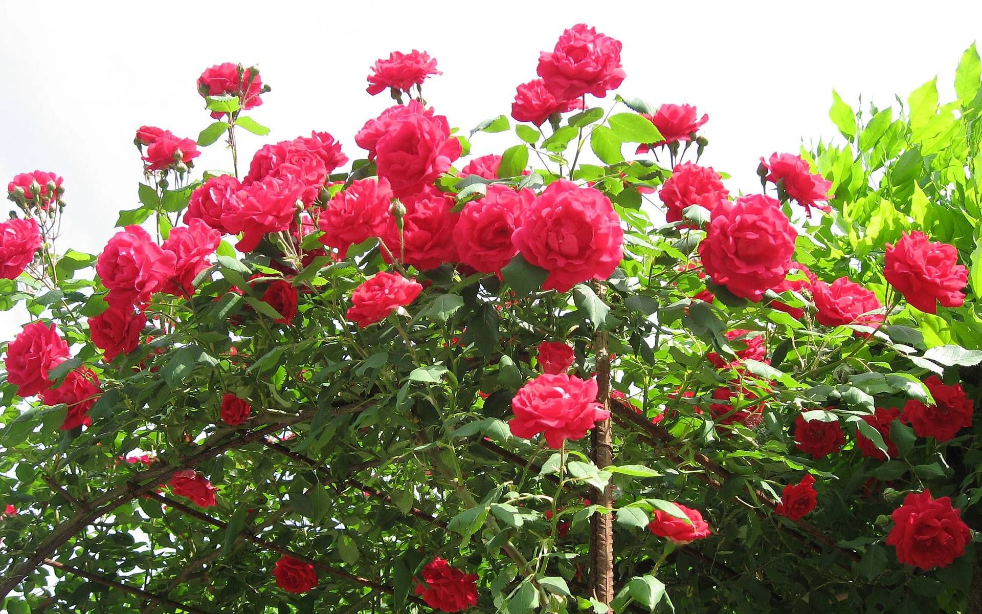1920x1200 Beautiful Roses