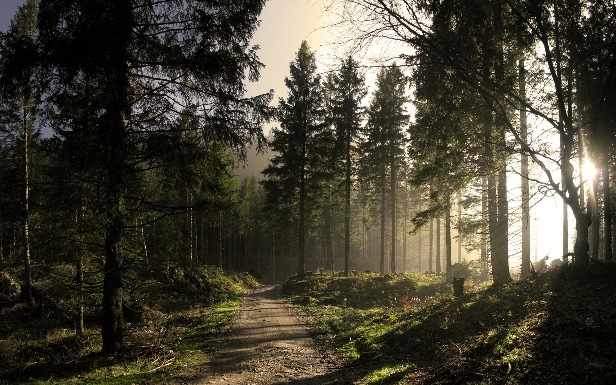 Dark Road Forest iPhone Wallpapers Free Download