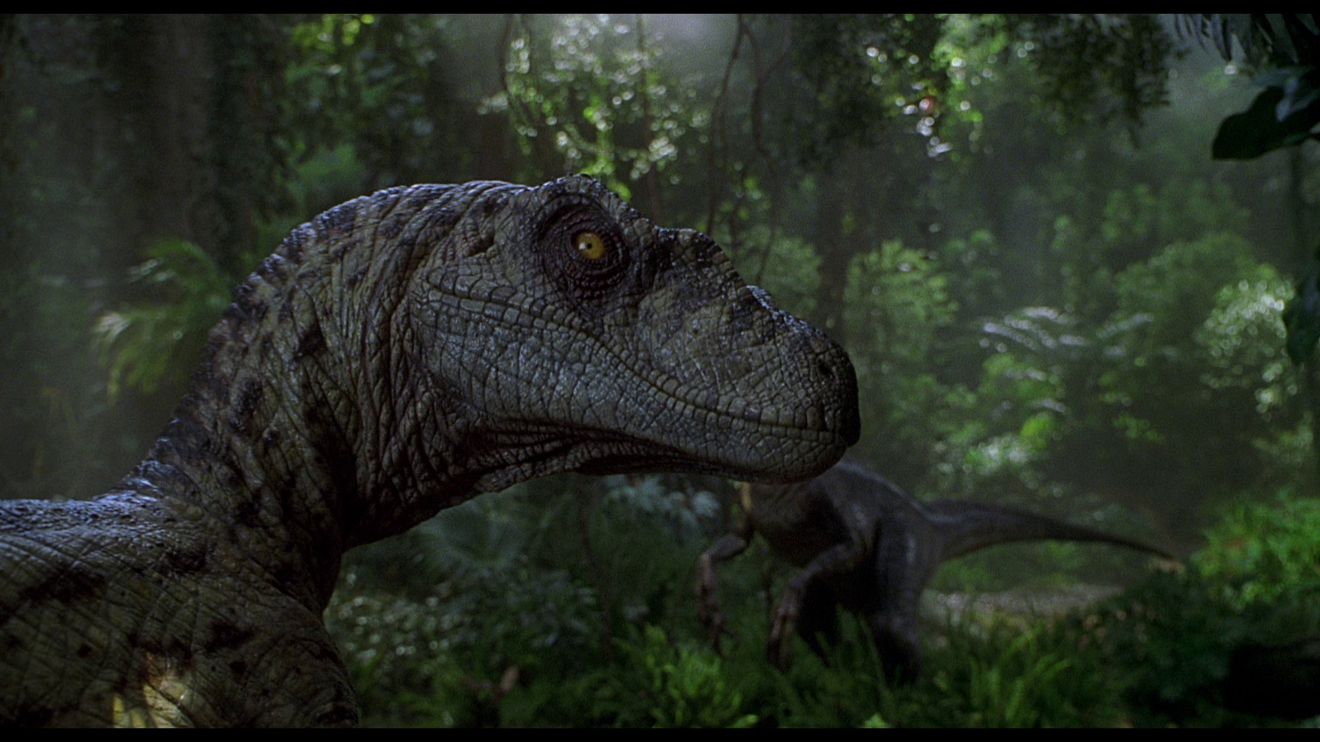 1920x1080 Movie - Jurassic Park III Velociraptor Wallpaper