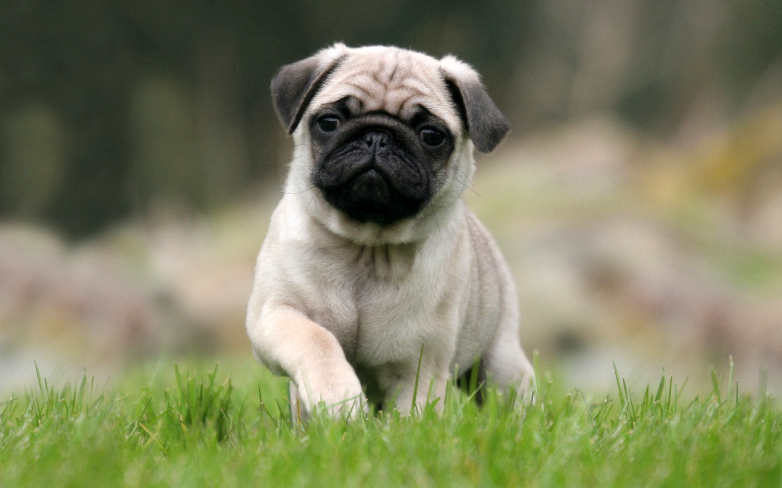 2560x1600 cute-pug-puppies-wallpapers