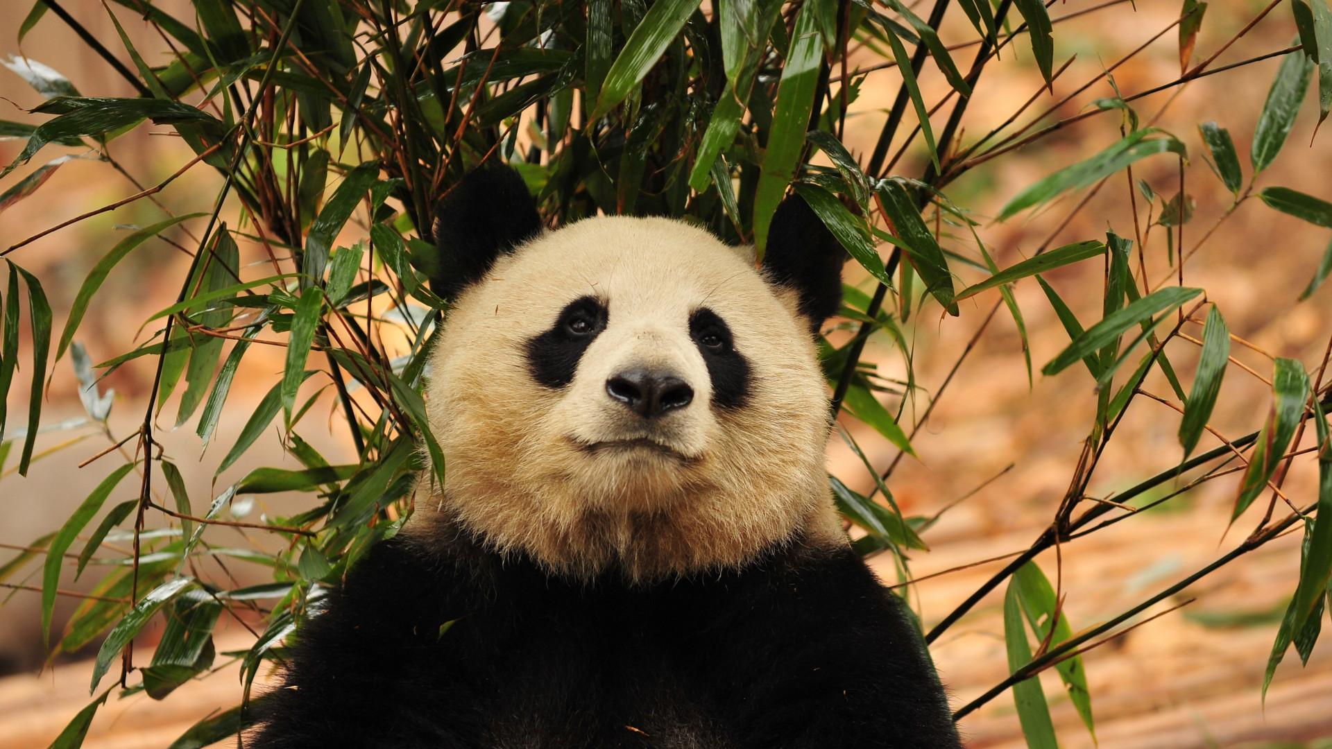 1920x1080  Wallpaper panda, bamboo, bear
