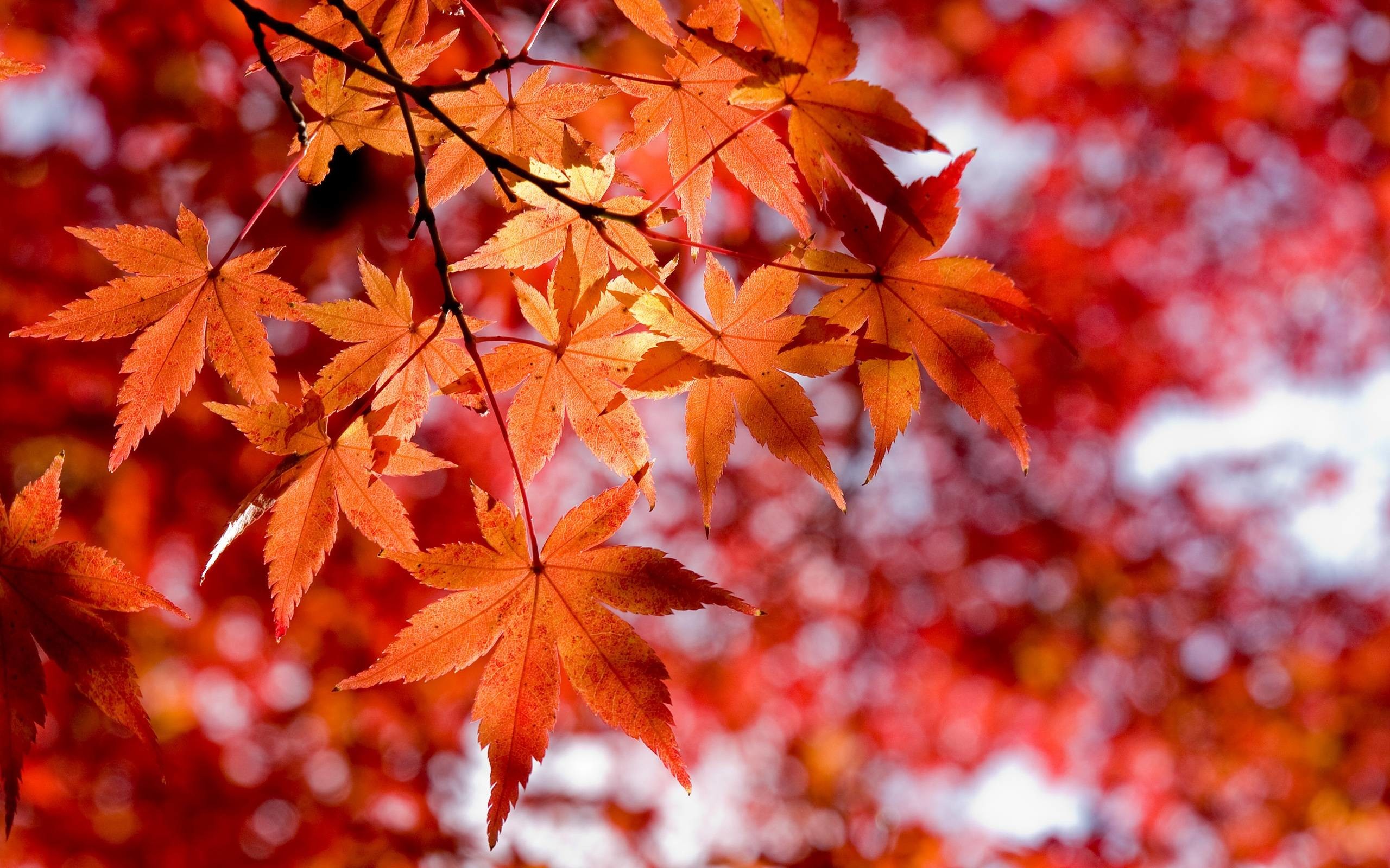 2560x1600 Wallpapers For > Red Maple Leaves Wallpaper