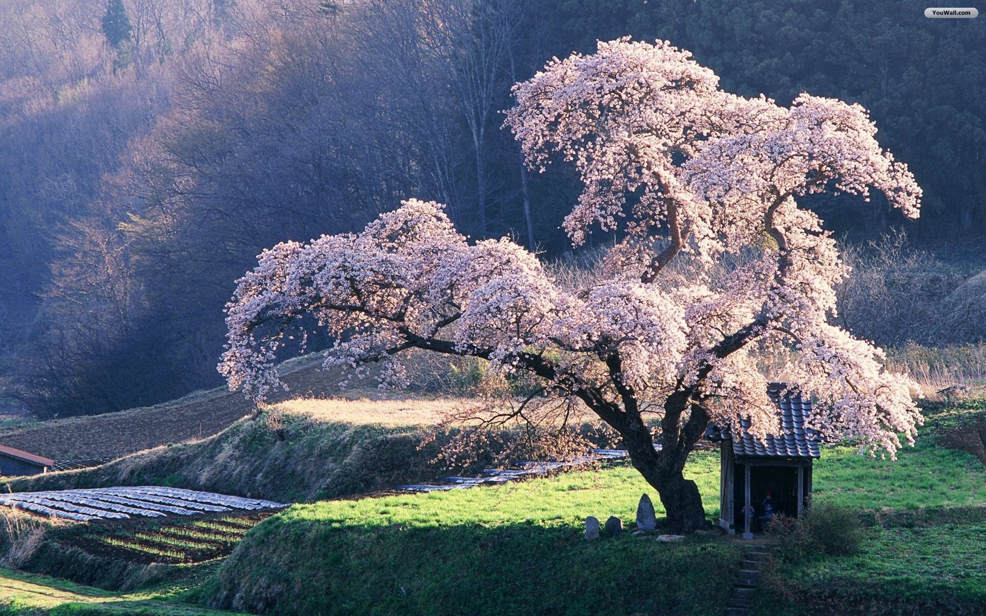 1920x1200 Beautiful Blossoming Tree Wallpaper