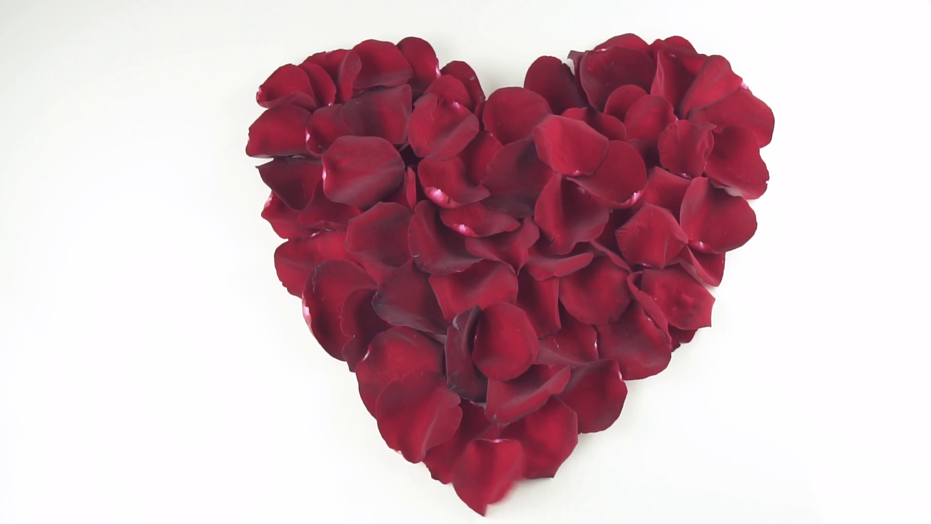 1920x1080 Heart shape of red rose petals blown off by the wind on white background  slow motion stock footage video Stock Video Footage - VideoBlocks