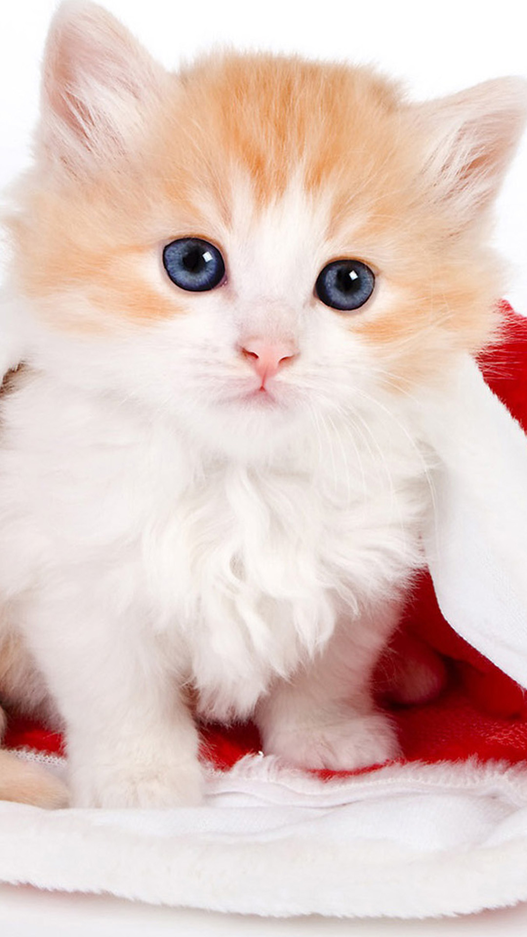 1080x1920 Cute Lovely Christmas Hat Kitten #iPhone #6 #plus #wallpaper