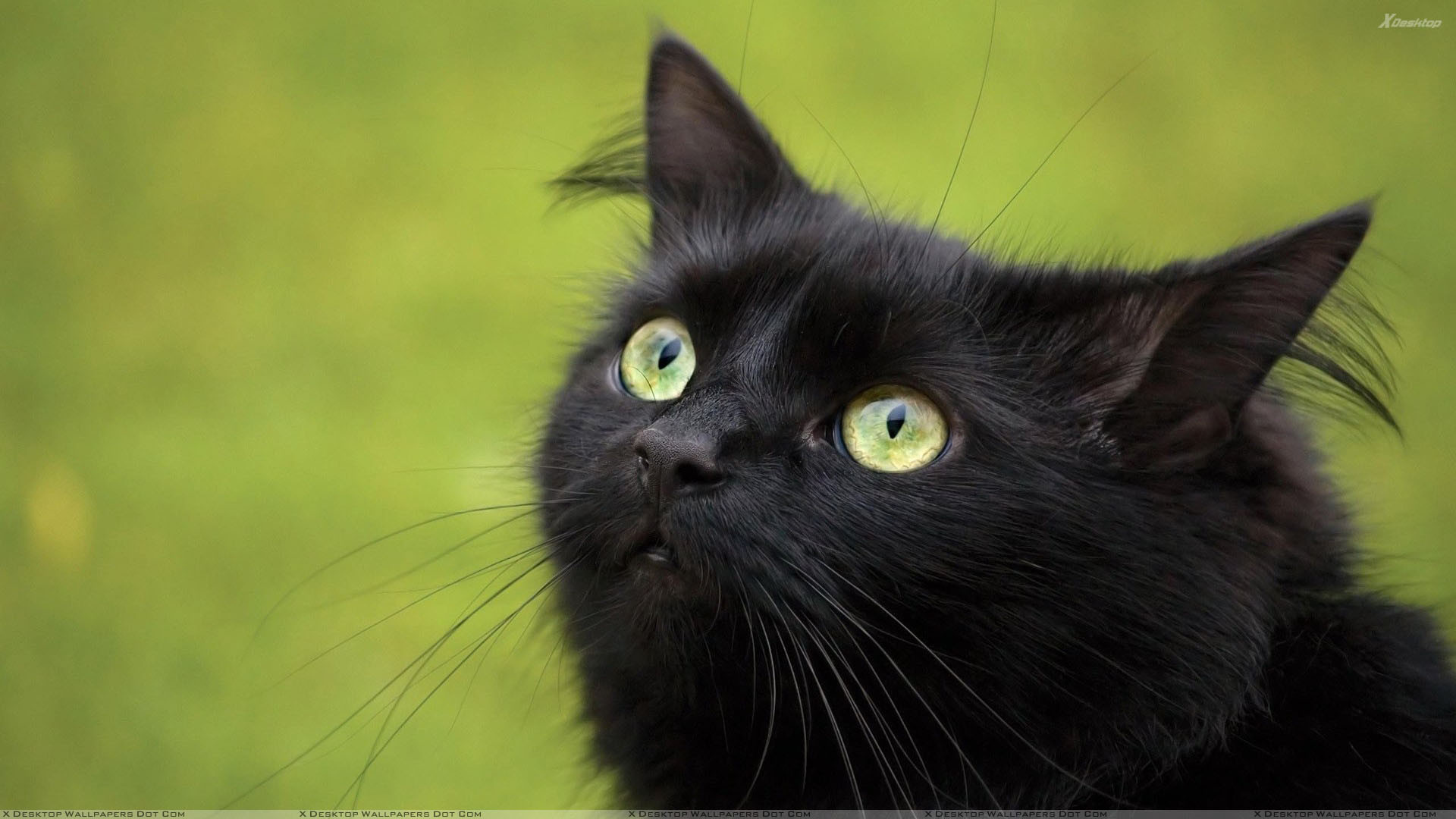 1920x1080 You are viewing wallpaper titled "Black Cat In Green Eyes ...