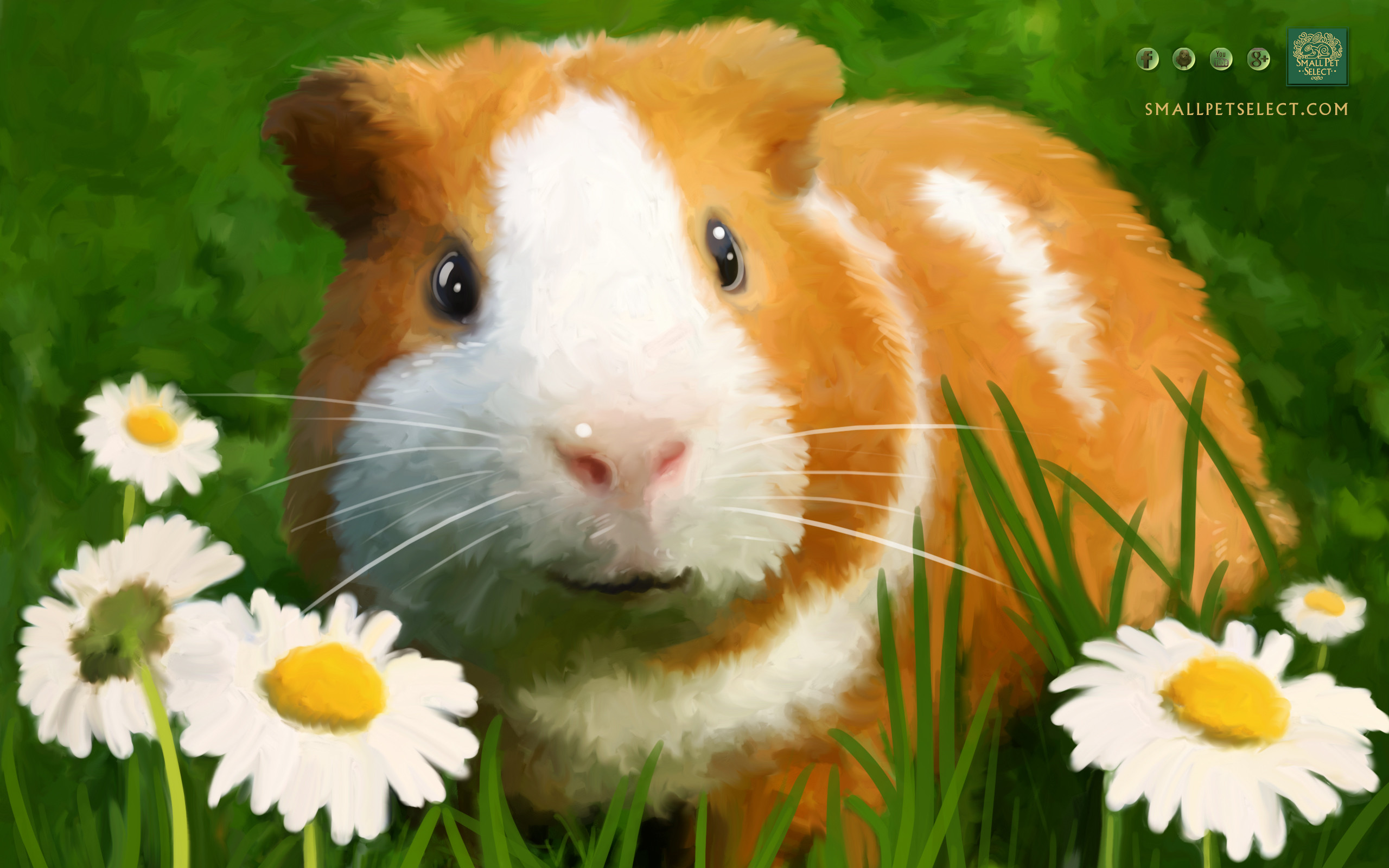 2560x1600 Guinea Pig Wallpaper - Screensaver for your PC, MAC, Ipad & cell phone