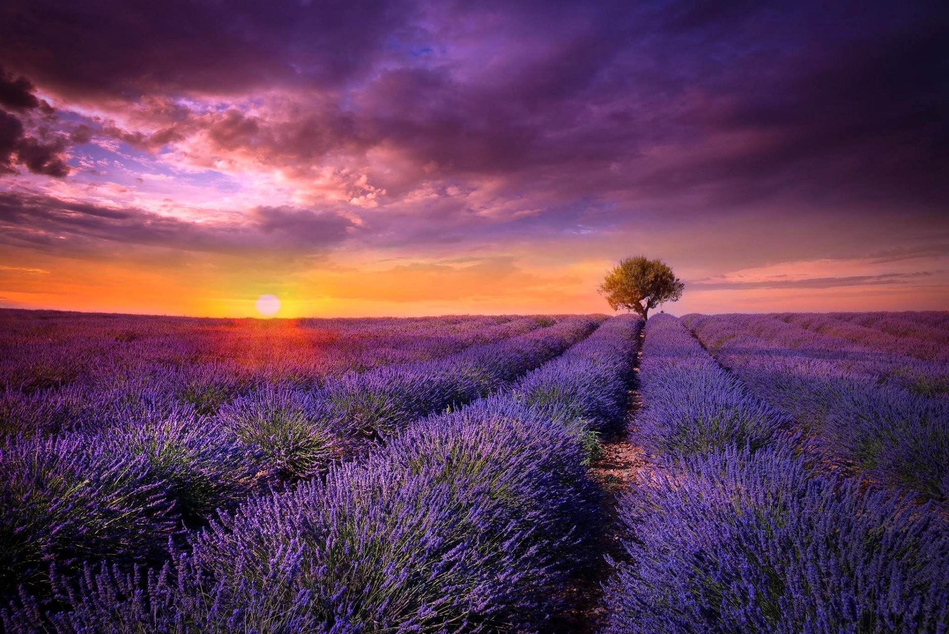 1920x1282 france provence the field lavender flower purple tree sun sunset
