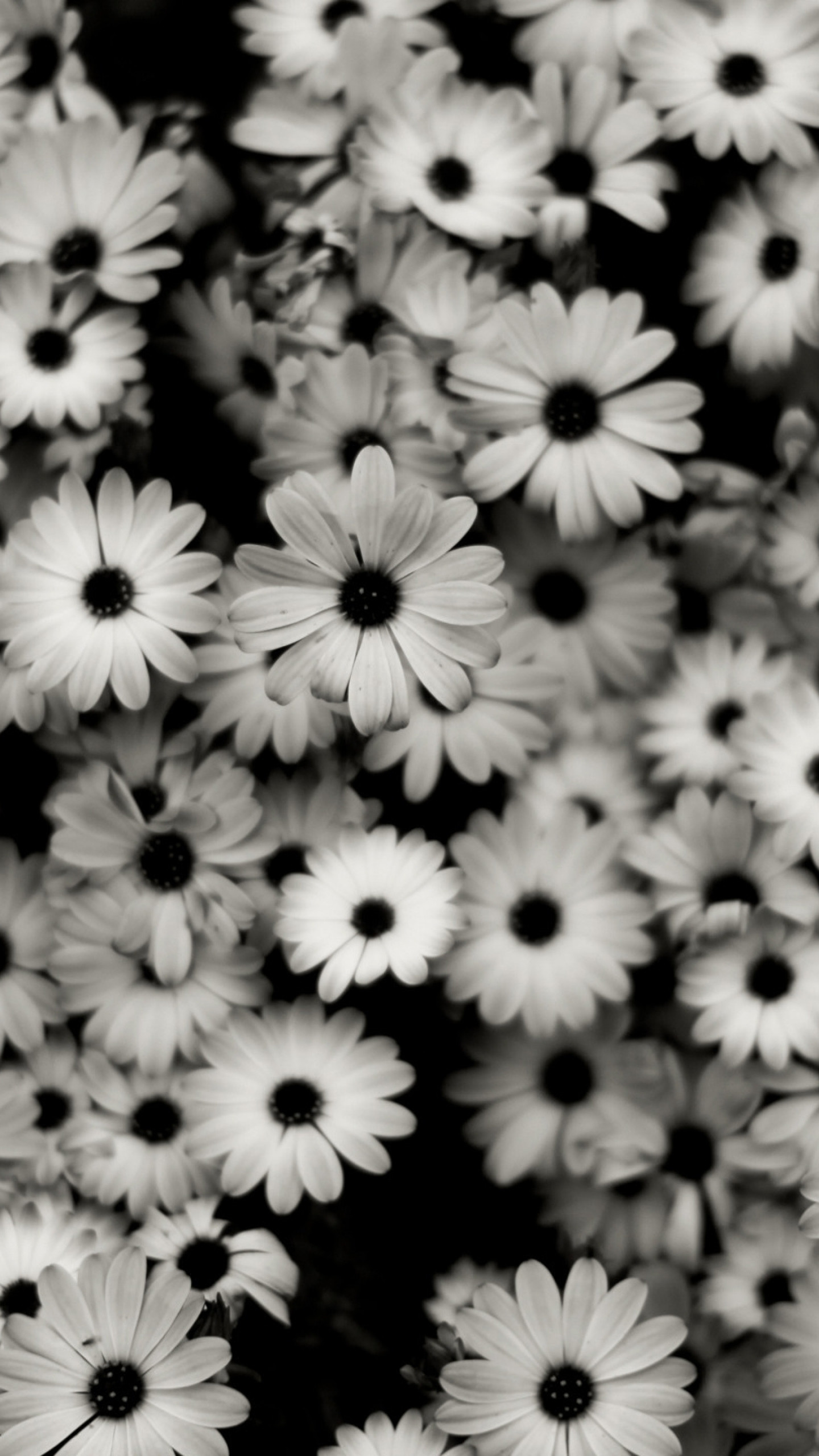 1440x2560 Preview wallpaper black white, flowers, grey, daisies 
