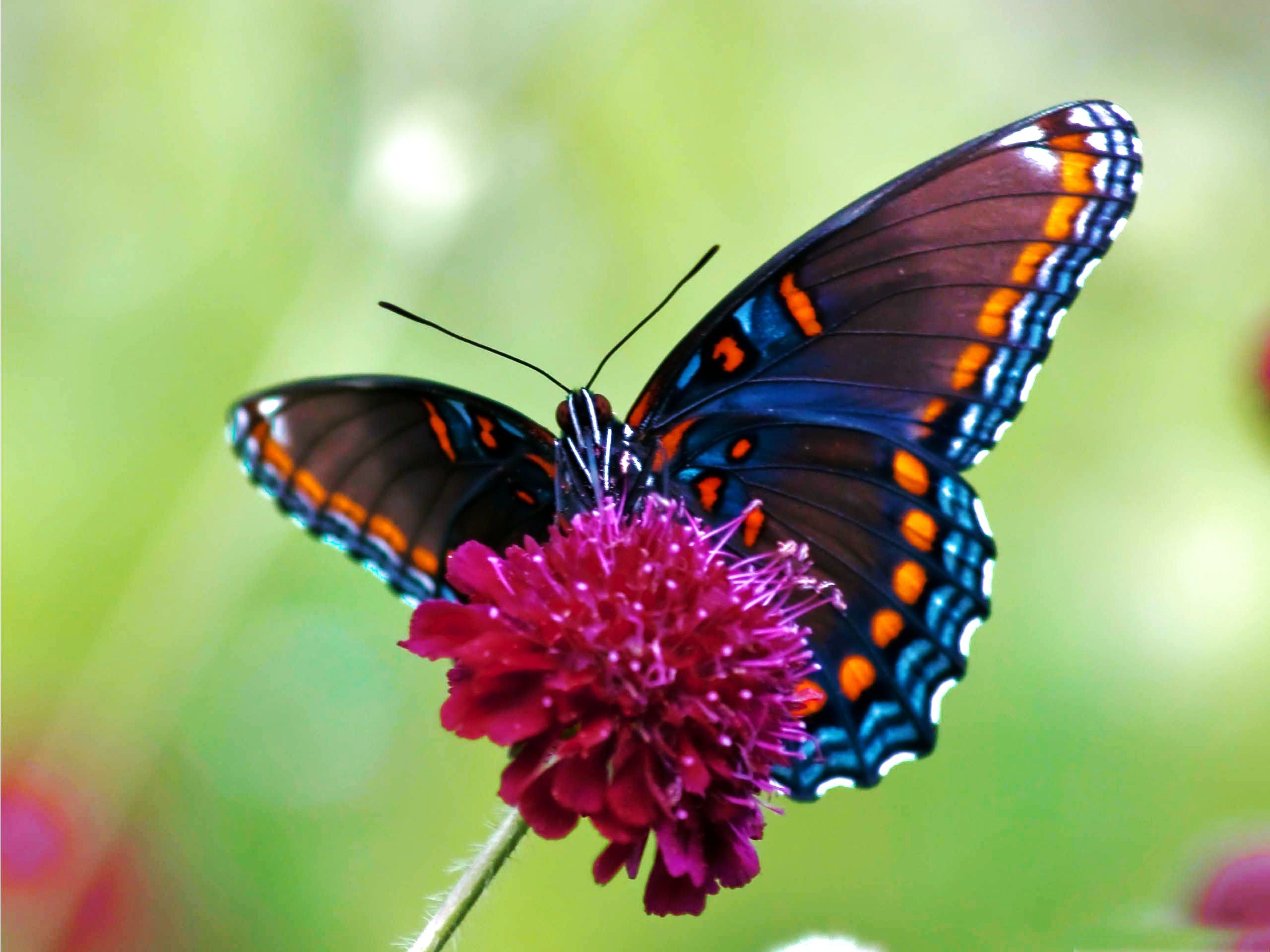 2560x1920 Butterfly wallpapers Colorful Butterfly Wallpaper. butterfly photos  backgrounds ...