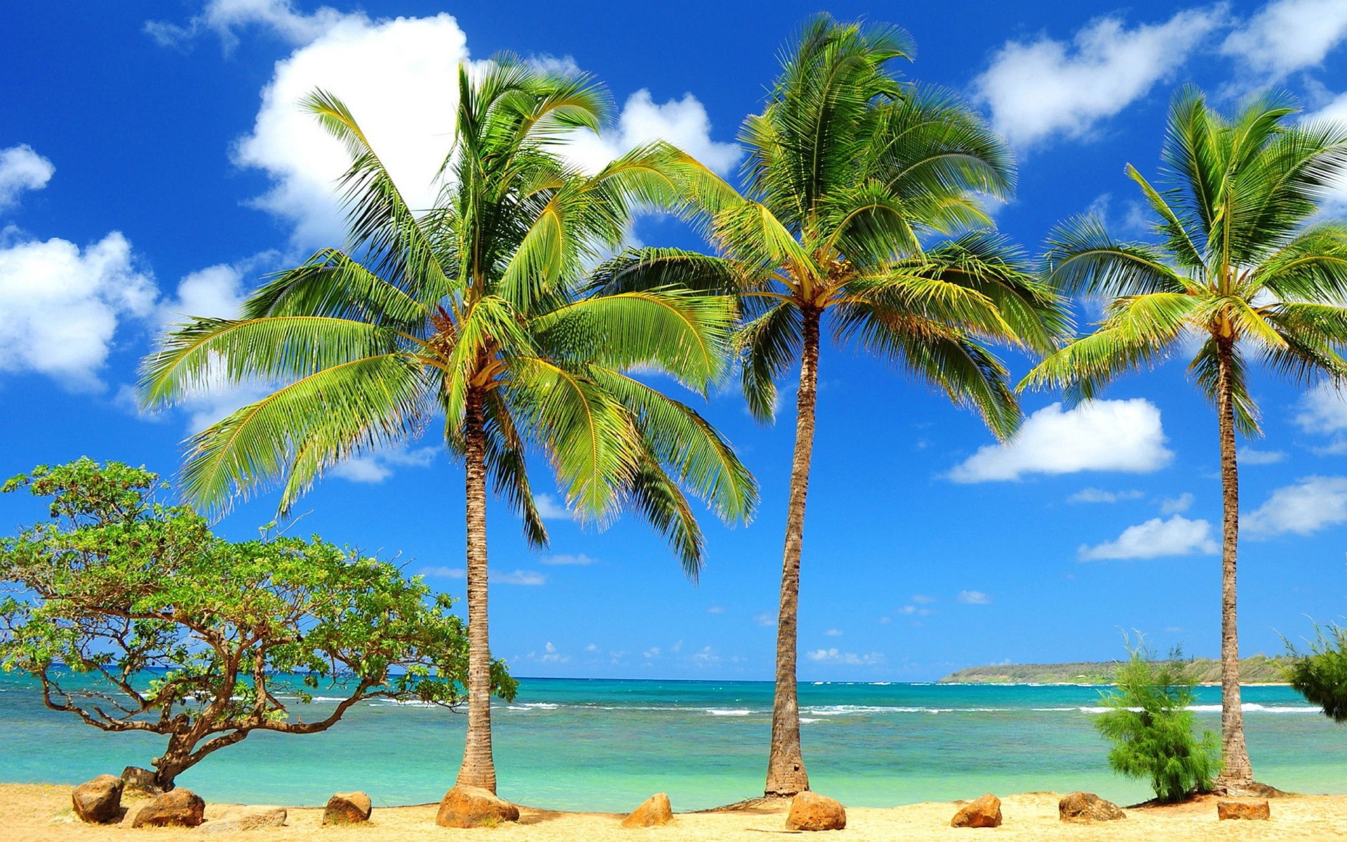 1920x1200 Palm Tree Wallpapers