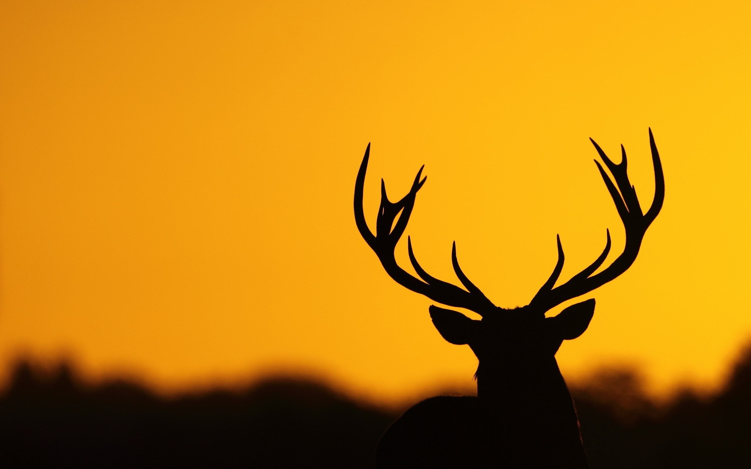 2560x1600 Deer Wallpapers Android Apps on Google Play