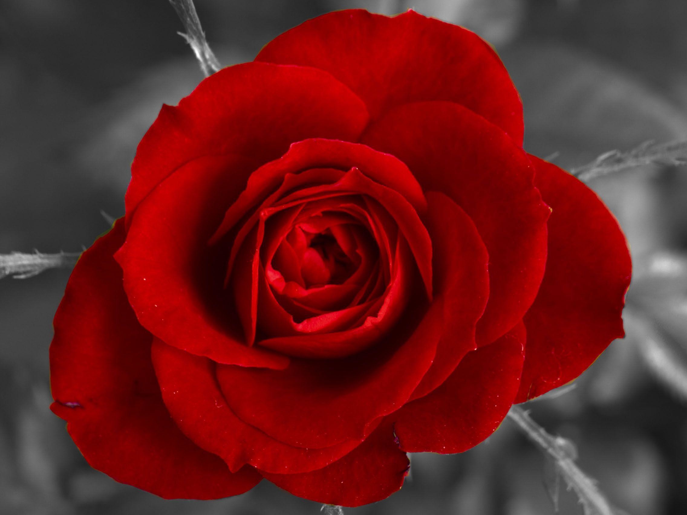 2272x1704 Single Red Rose Black And White Background - Viewing Gallery