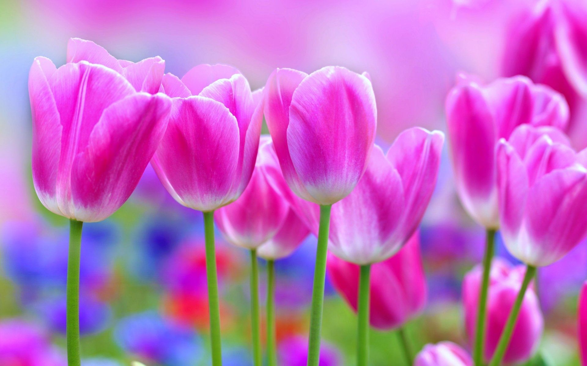 most beautiful flowers desktop wallpaper