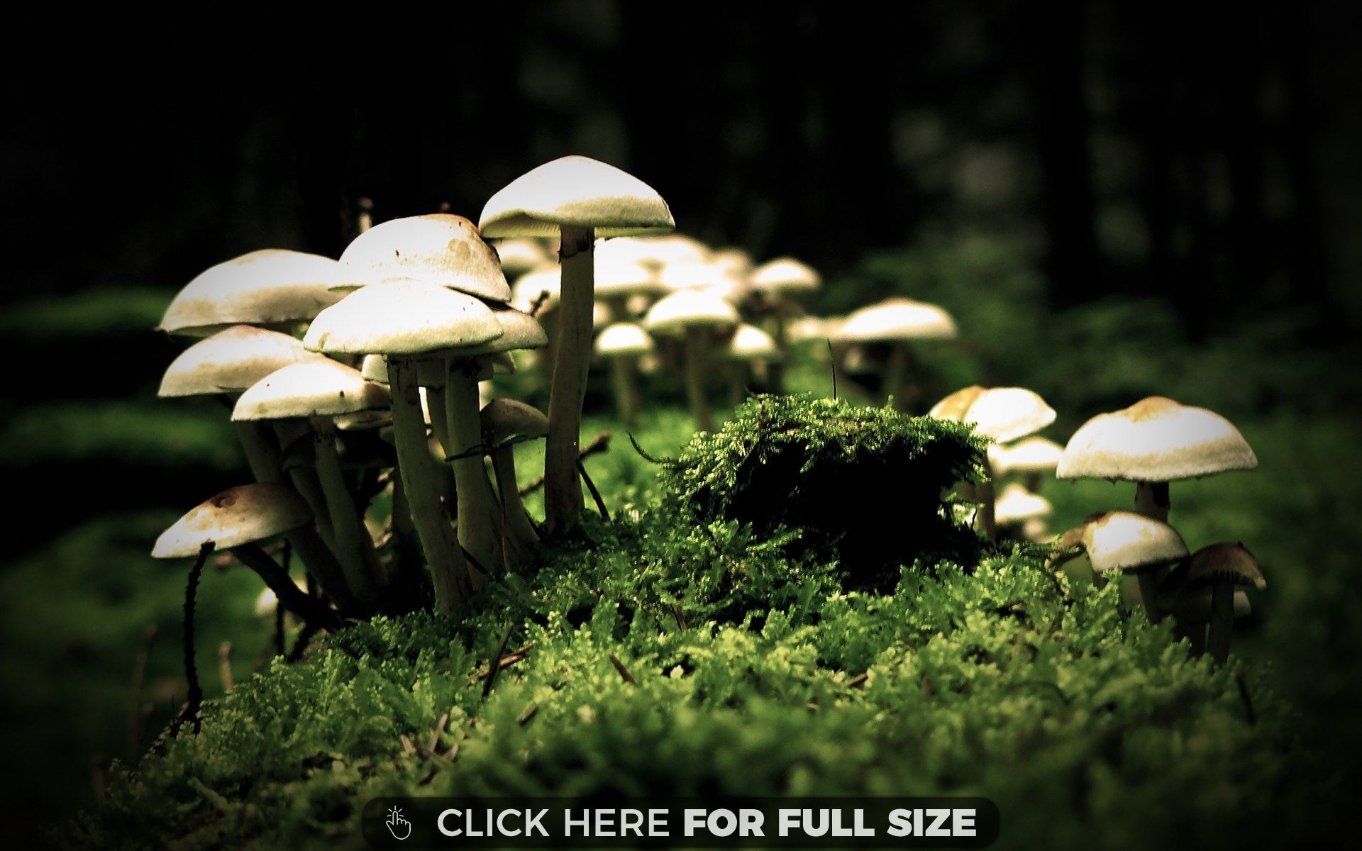 1920x1200 Mushroom Wallpaper for PC Full HD Pictures 1920Ã1200 Mushroom Wallpaper (30  Wallpapers) | Adorable Wallpapers | Desktop | Pinterest | Mushrooms,  Wallpaper ...