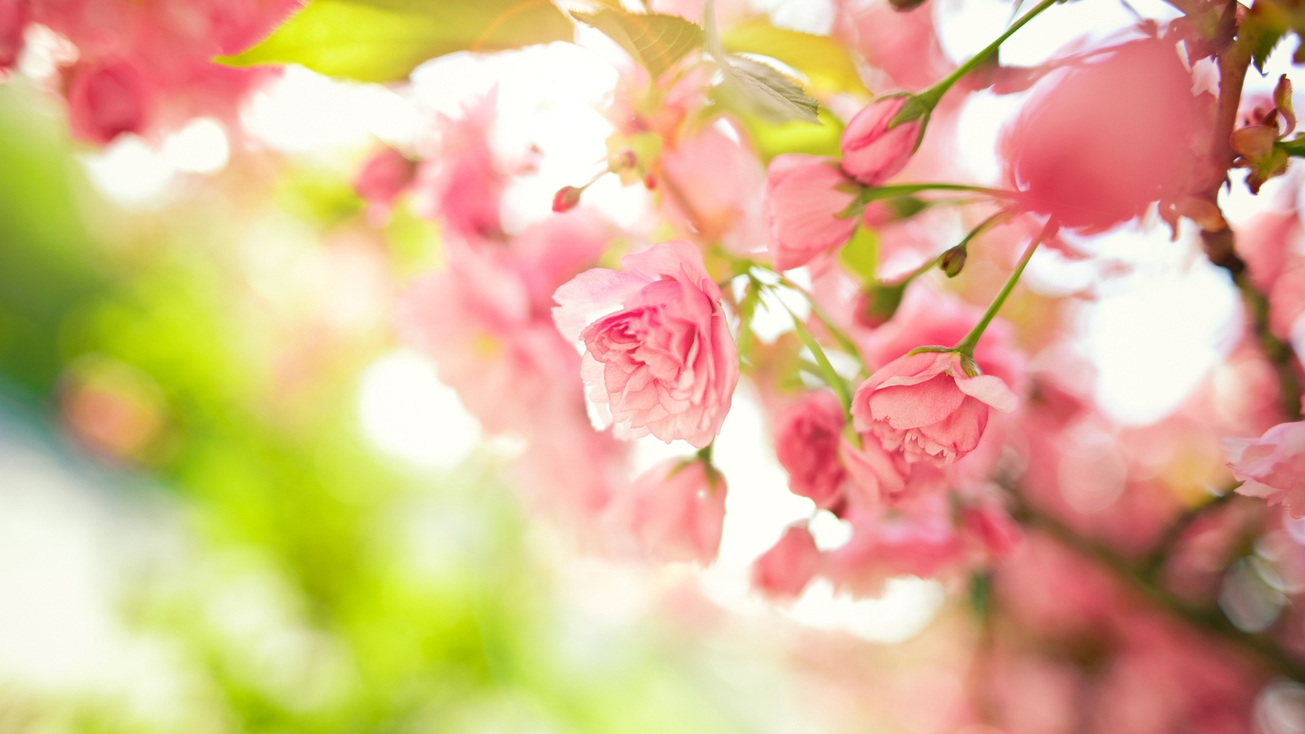 2560x1440 ... High Quality Pink Flower Wallpaper | Full HD Pics ...