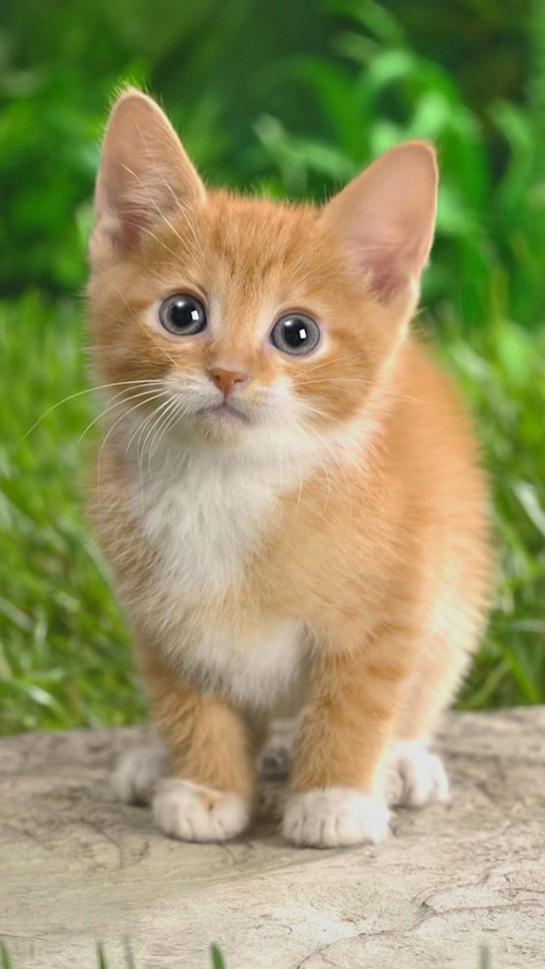 1080x1920 Cute kitten