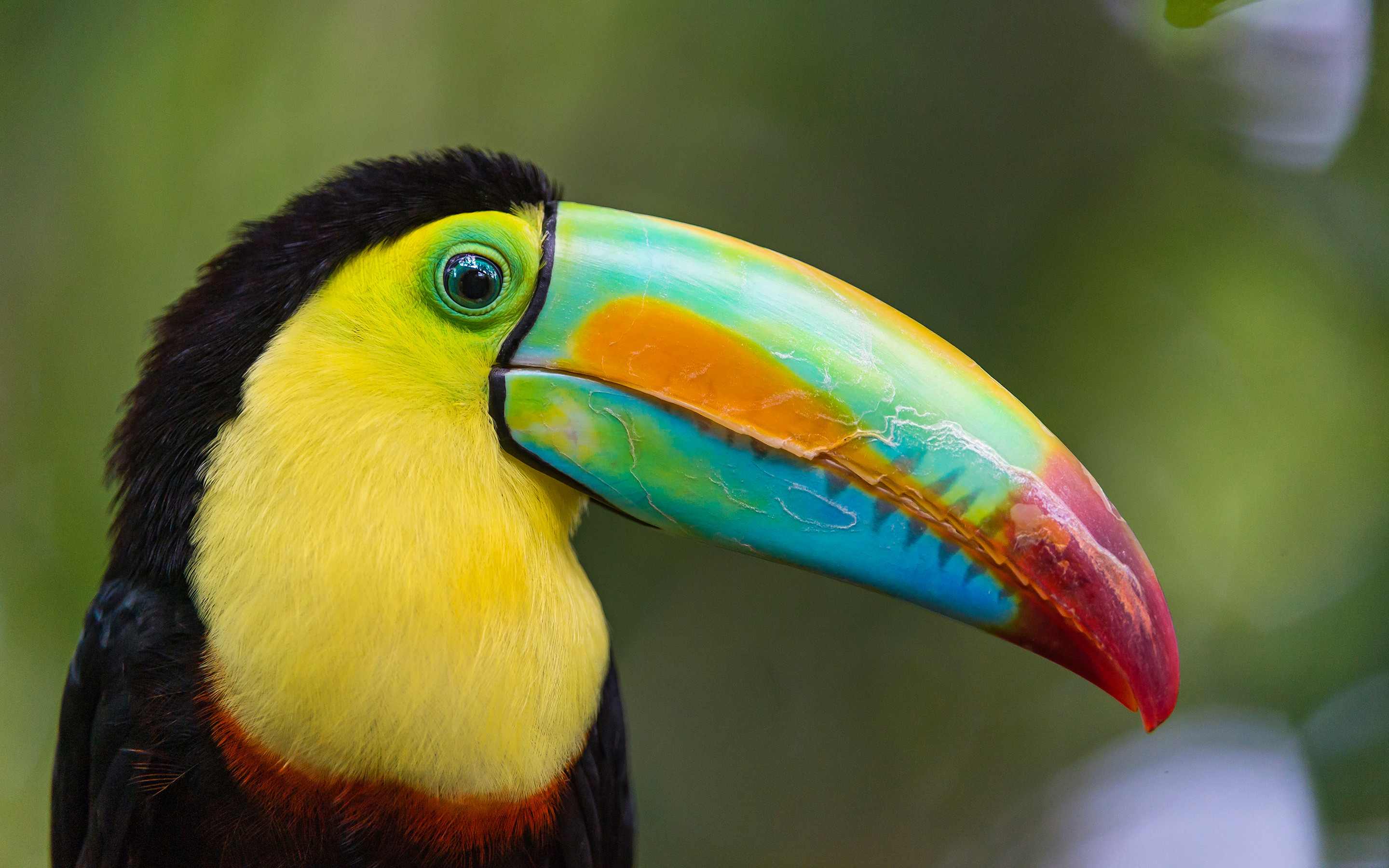 Toucan Bird Wallpaper For Wallpaper Mobile Phoneand Pc 842   Wallpapers13com