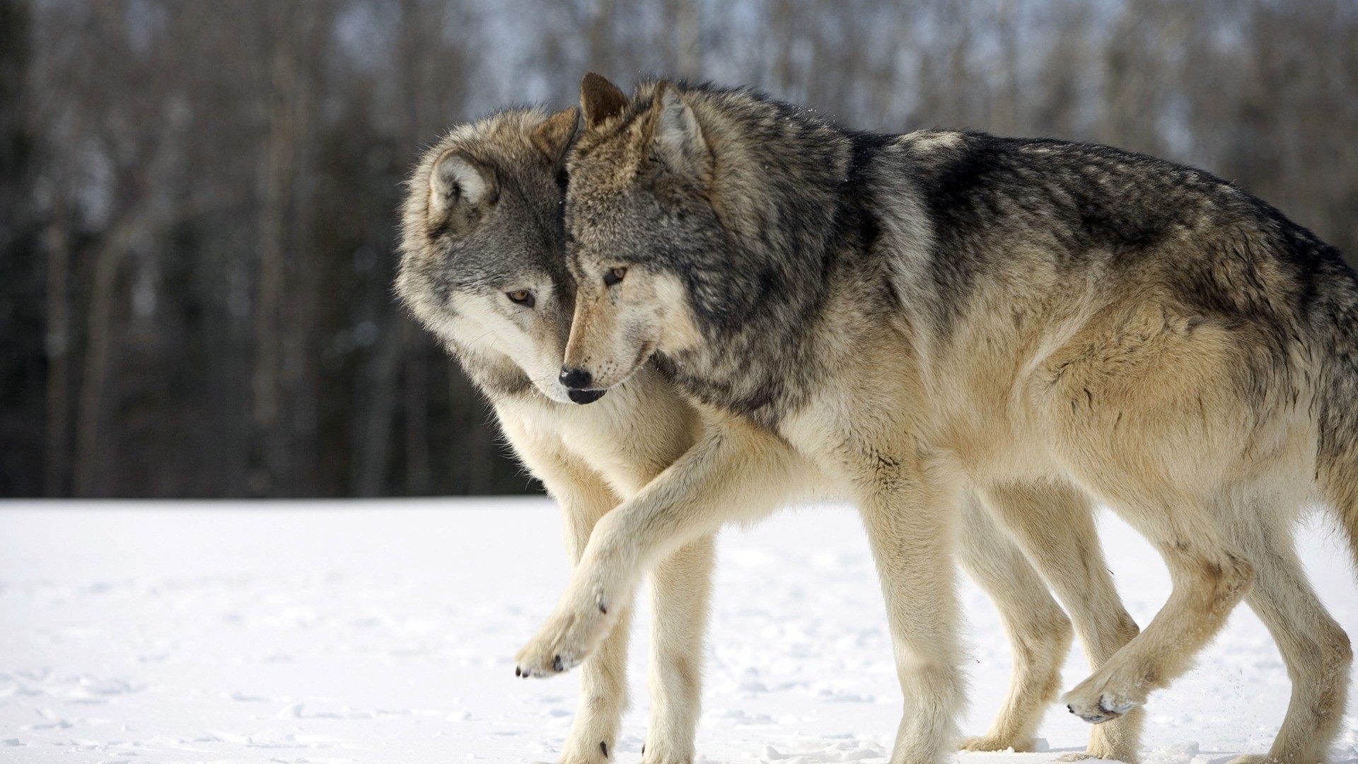 1920x1080 0 Wolf Wallpapers  Wolf Wallpapers Free Download (69 Wallpapers)  HD Wallpaper