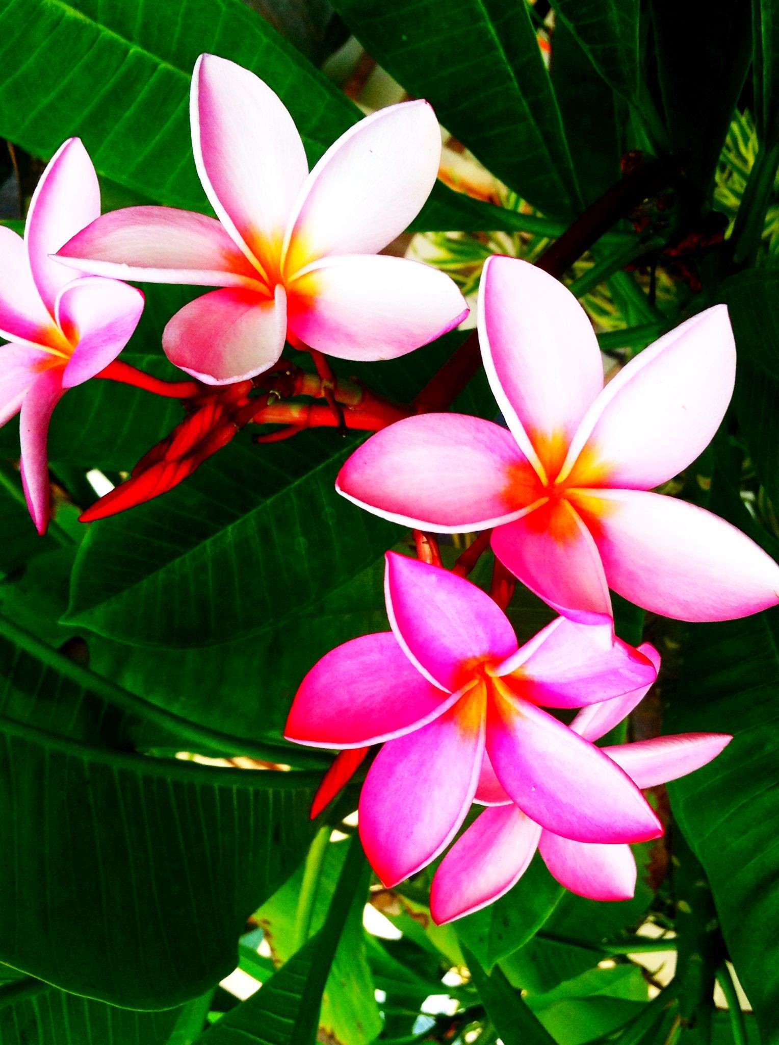 1528x2048 Wallpaper ... By Artist Unknown... Beautiful Summertime Tropical flowers.  Pink plumeria