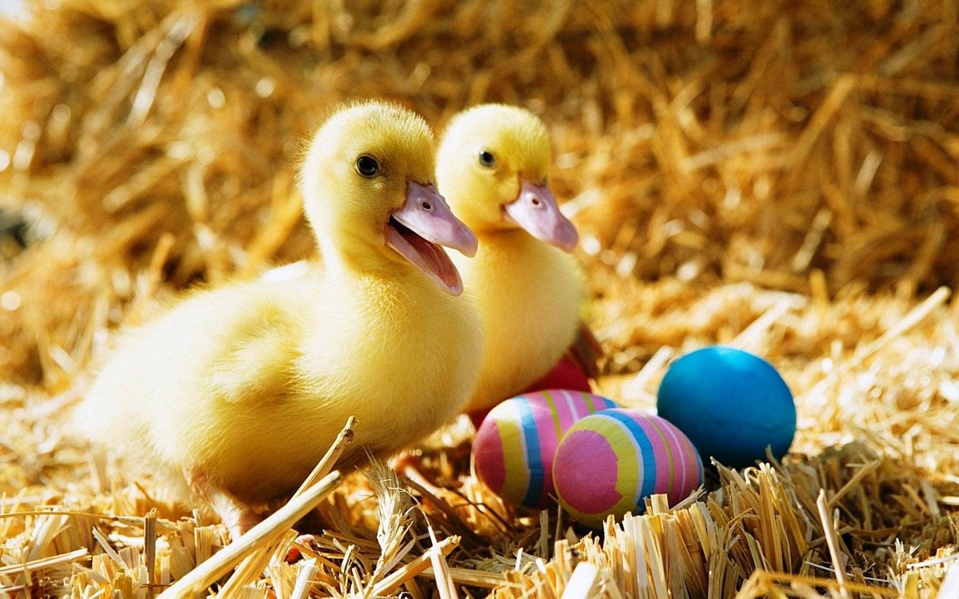 1920x1200 Baby Duck Wallpaper Â· Baby Duck And Colorful Easter Eggs HD Wallpaper #04101