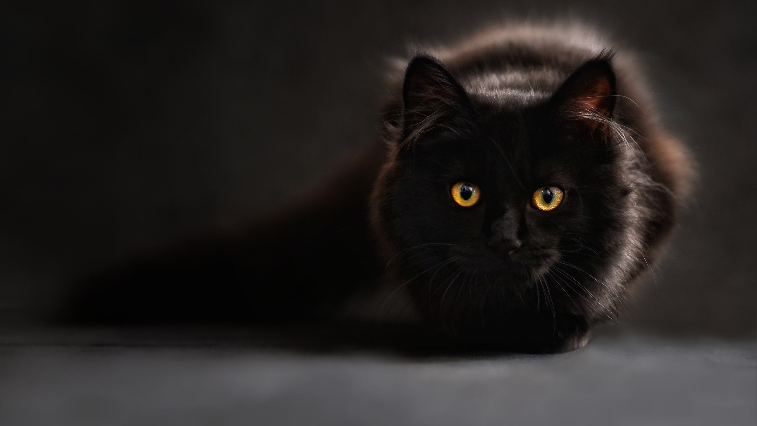 2560x1440 Black Cat