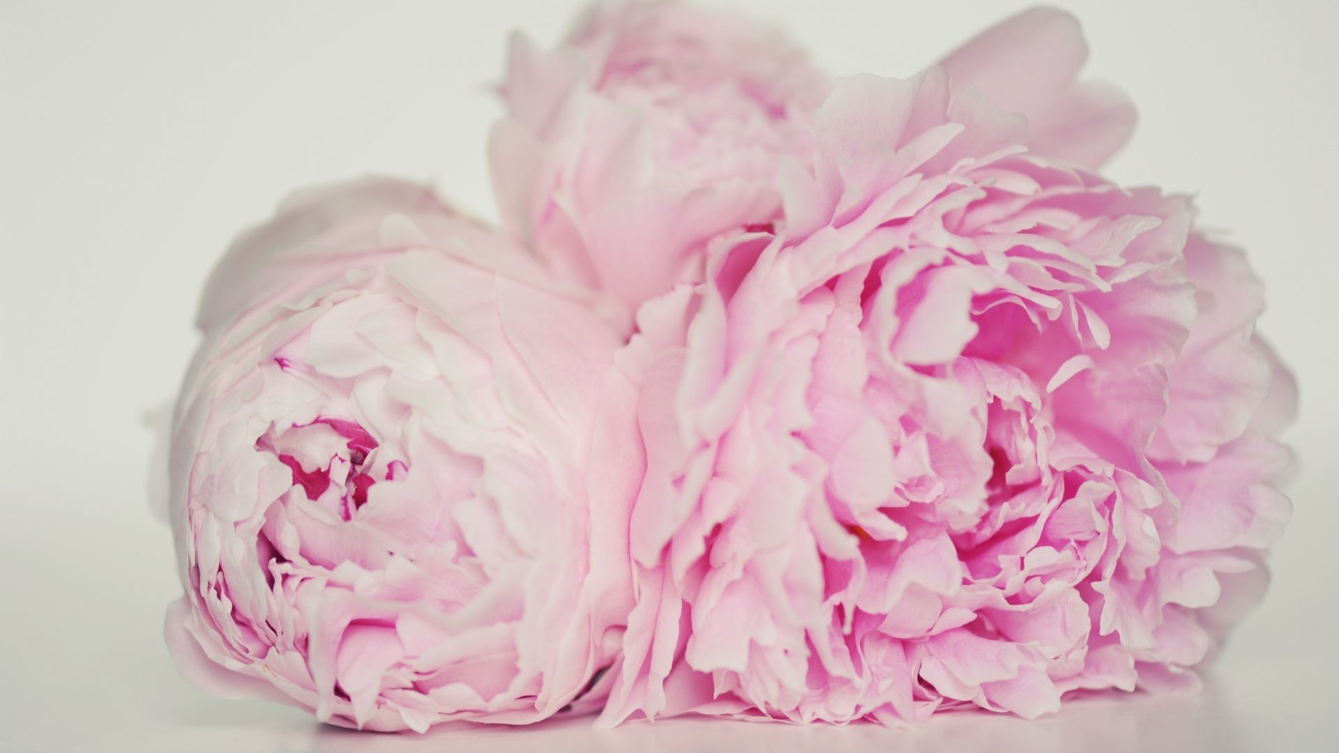 1920x1080 Flowers - Soul Elegance Flowers Forever Pink Peonies Nature Love Innocent  Pastel Graceful Heart Sweet Pretty