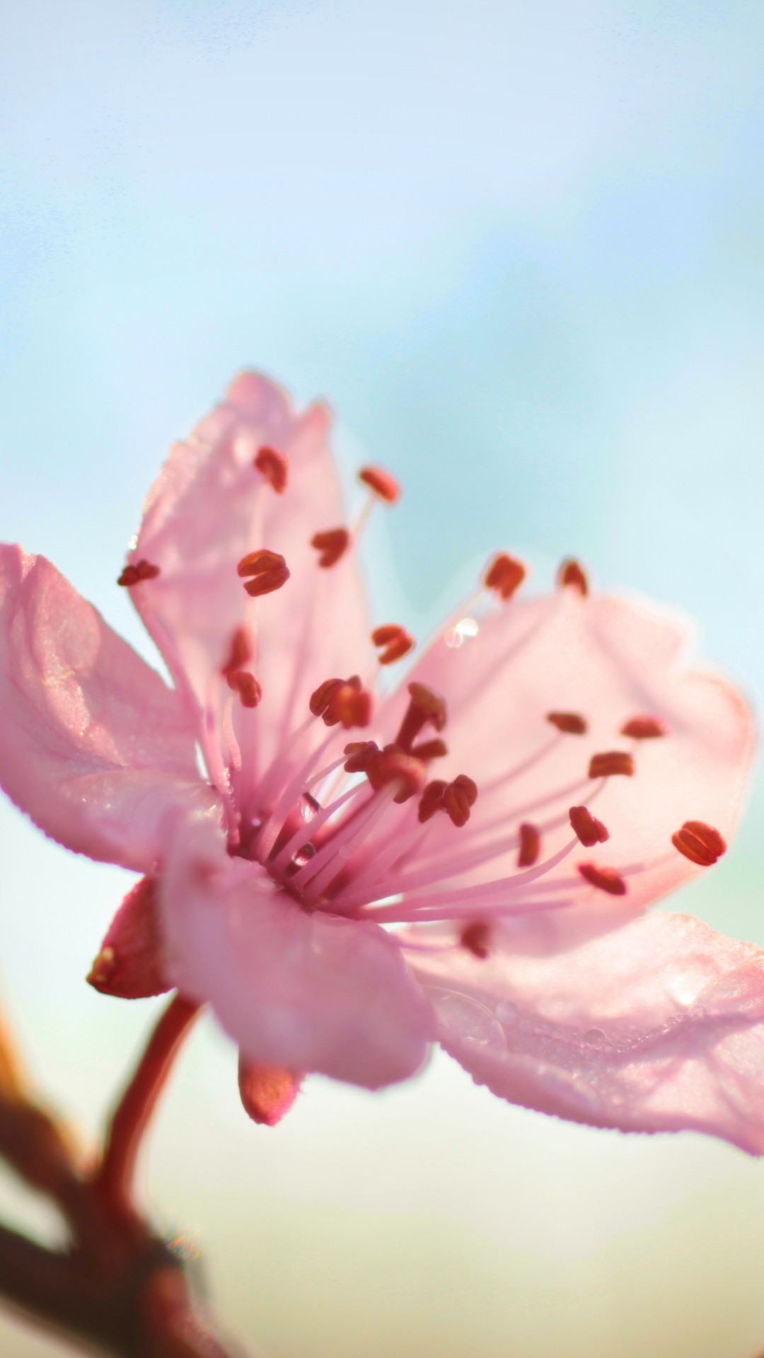1080x1920 Flower Bloom Branch Spring #iPhone #6 #plus #wallpaper