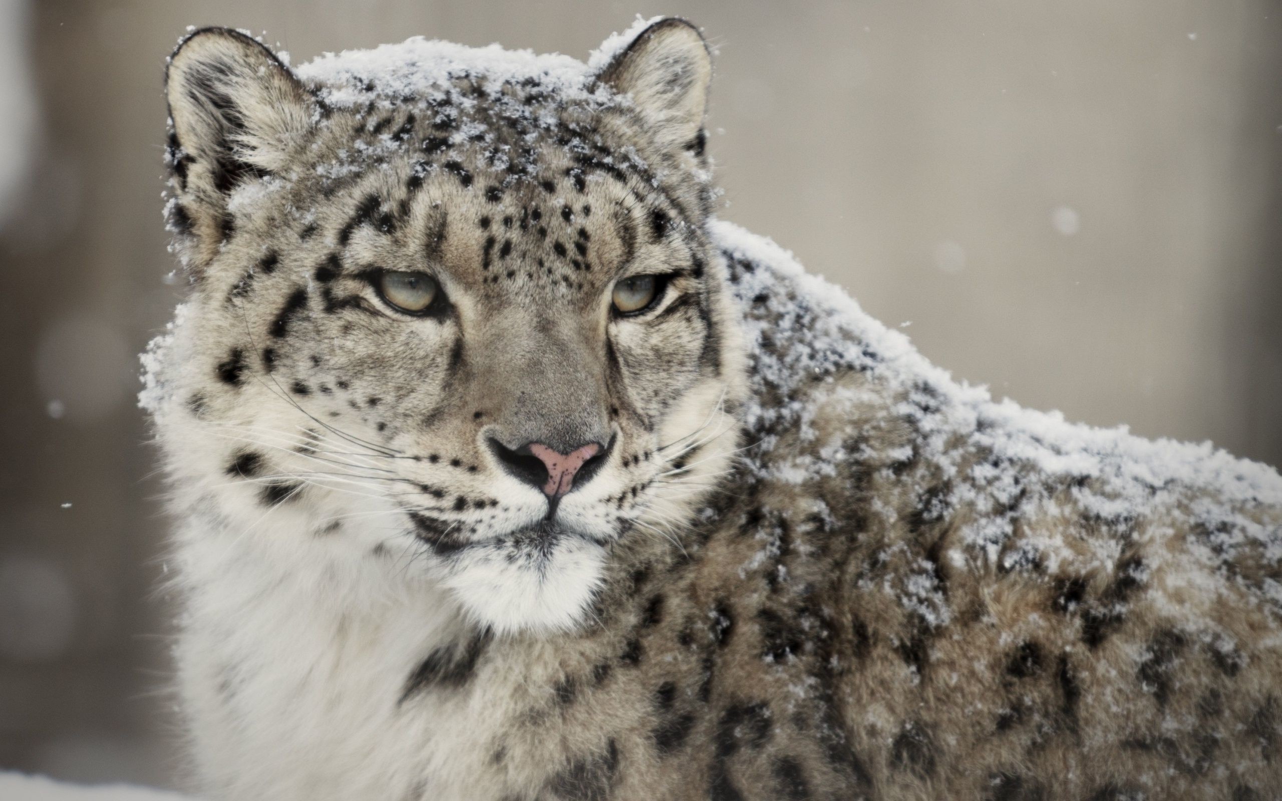 mac os snow leopard