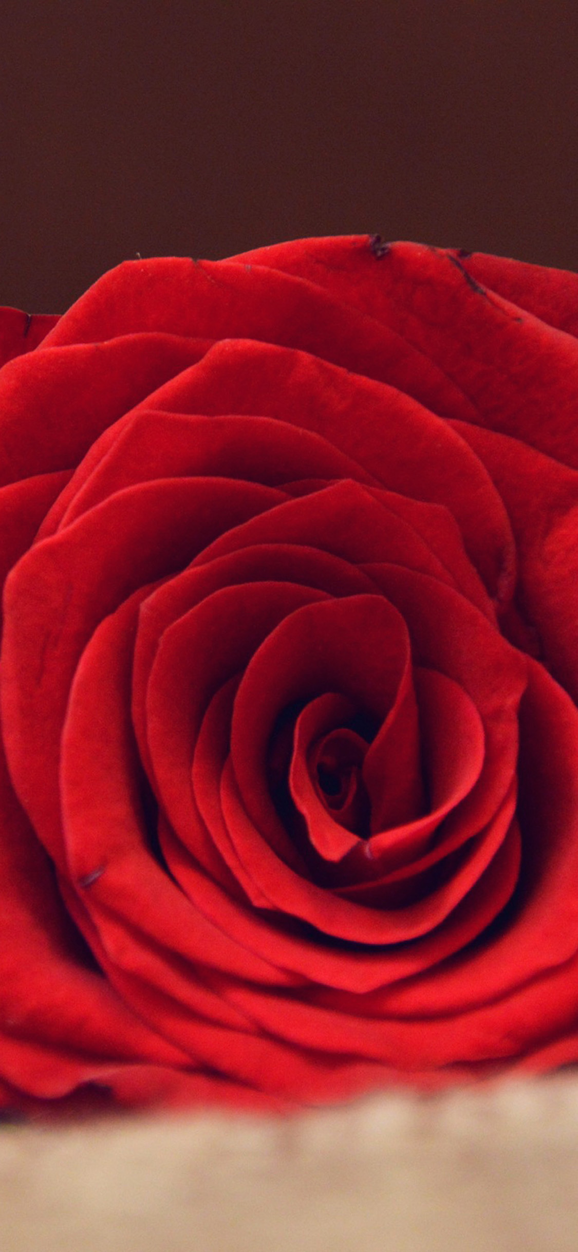 1125x2437 Red rose flower with love iPhone X2 Wallpapers Download