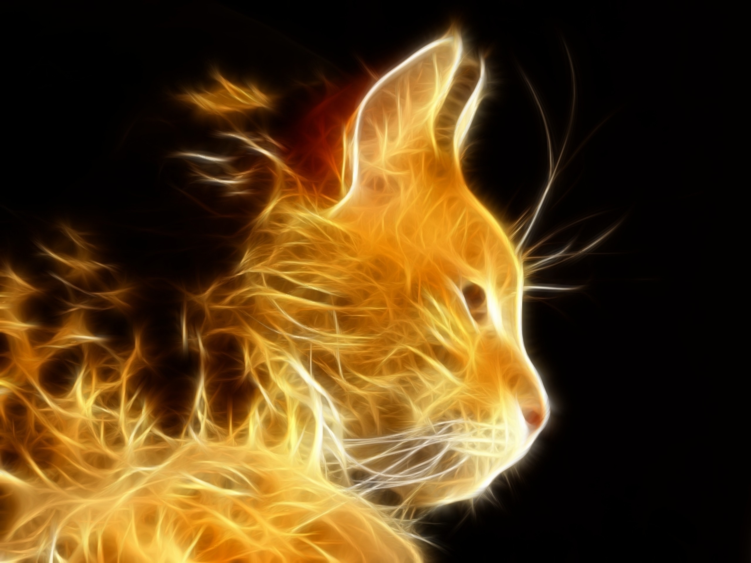 2560x1920 Cat HD Wallpaper | Background Image |  | ID:372788 - Wallpaper  Abyss