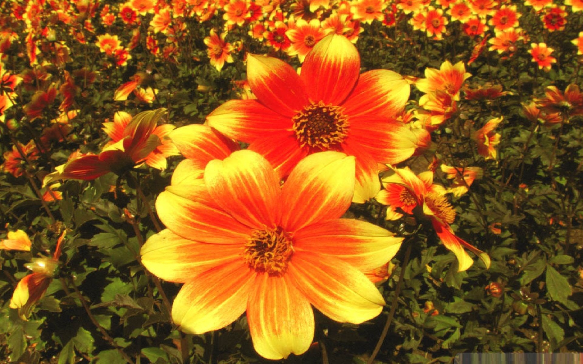 1920x1200 Download Convert View Source. Tagged on : Fall Flowers Wallpaper ...